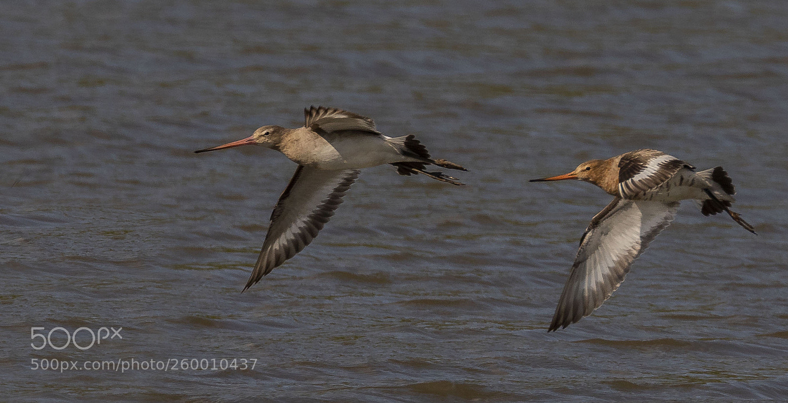 Canon EOS 7D Mark II sample photo. Black tailed godwits photography