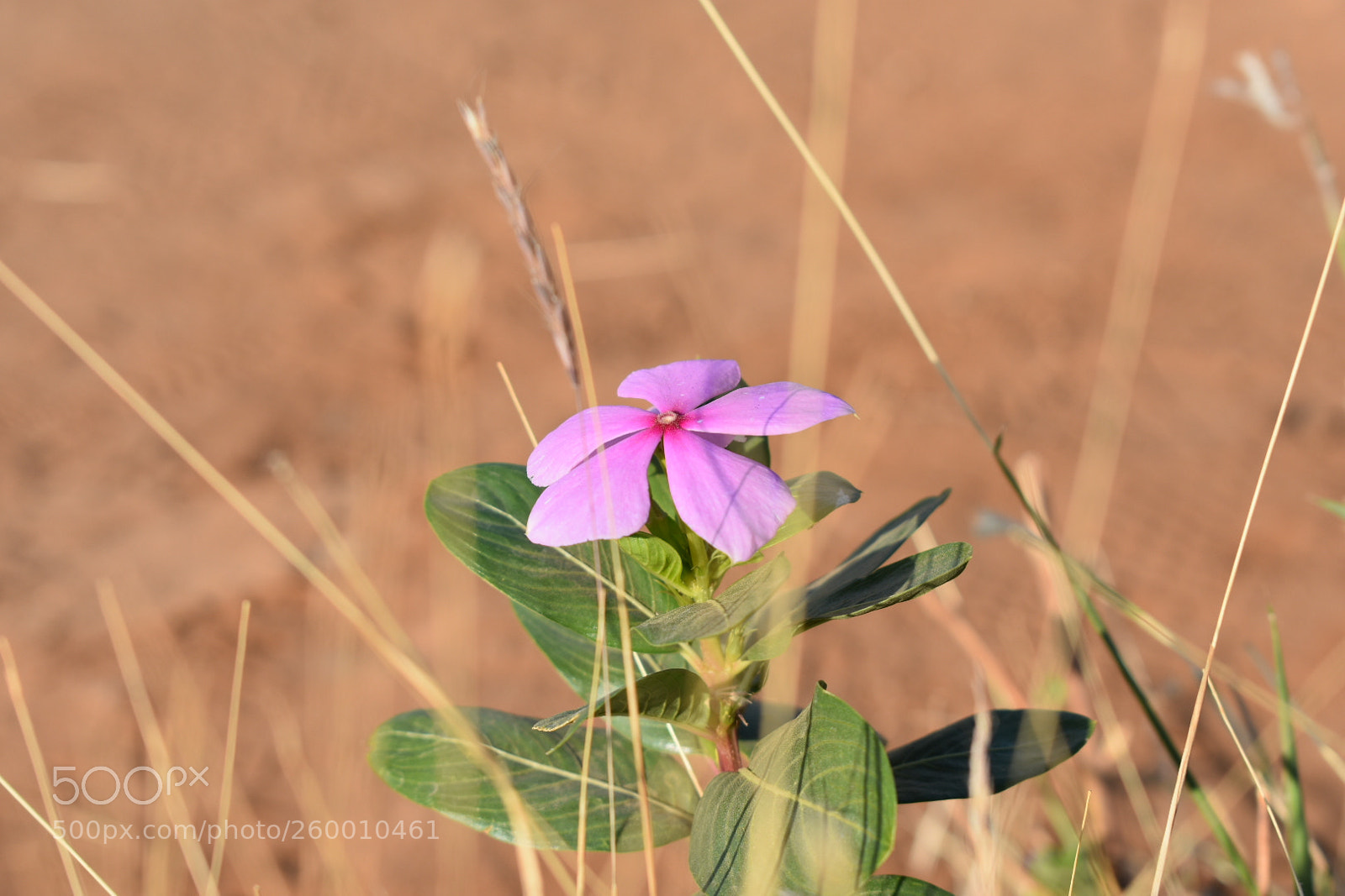 Nikon D3400 sample photo. A morning gloominess of photography