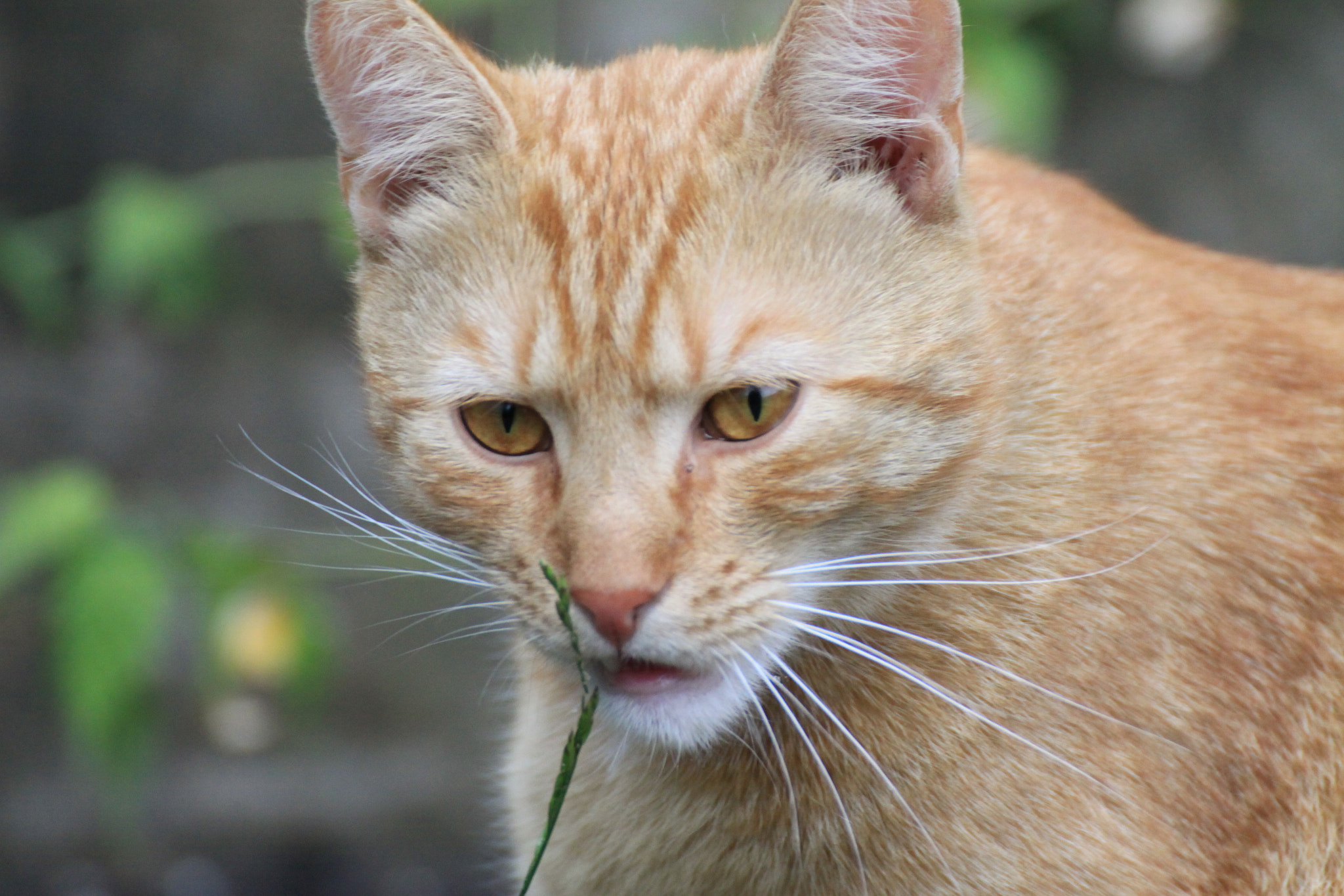 Canon EOS 50D sample photo. Kitten photography