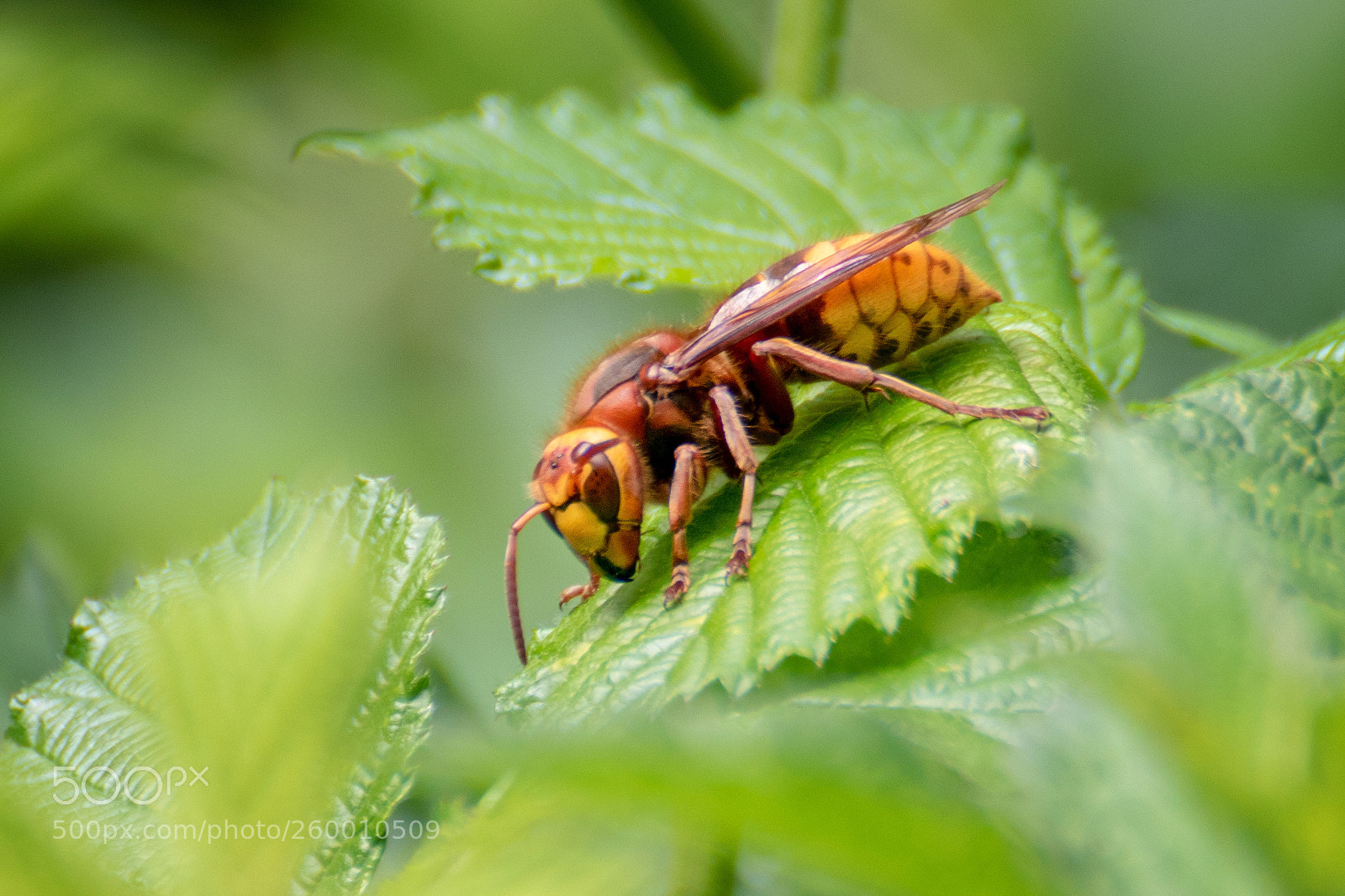 Canon EOS 7D Mark II sample photo. Hornet photography