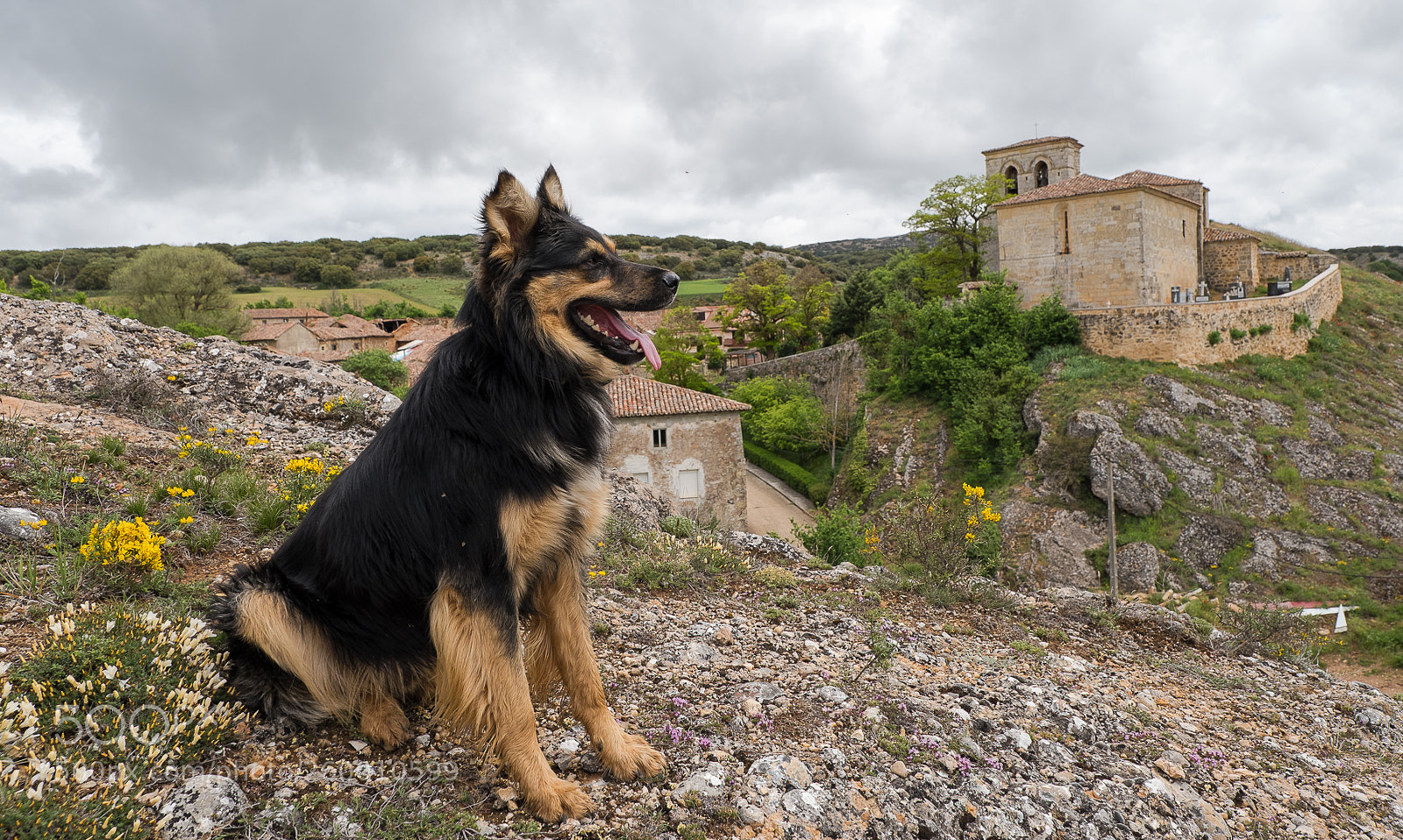 Fujifilm X-T2 sample photo. Mi fiel amigo photography