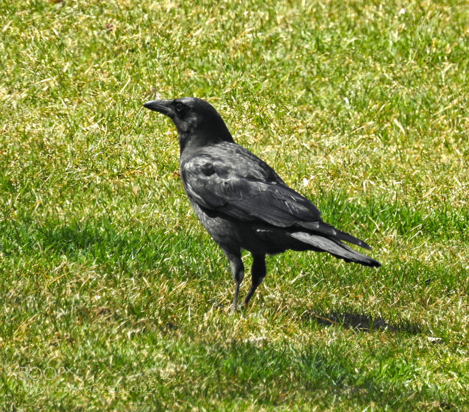 Nikon Coolpix P900 sample photo. Big crow ll photography