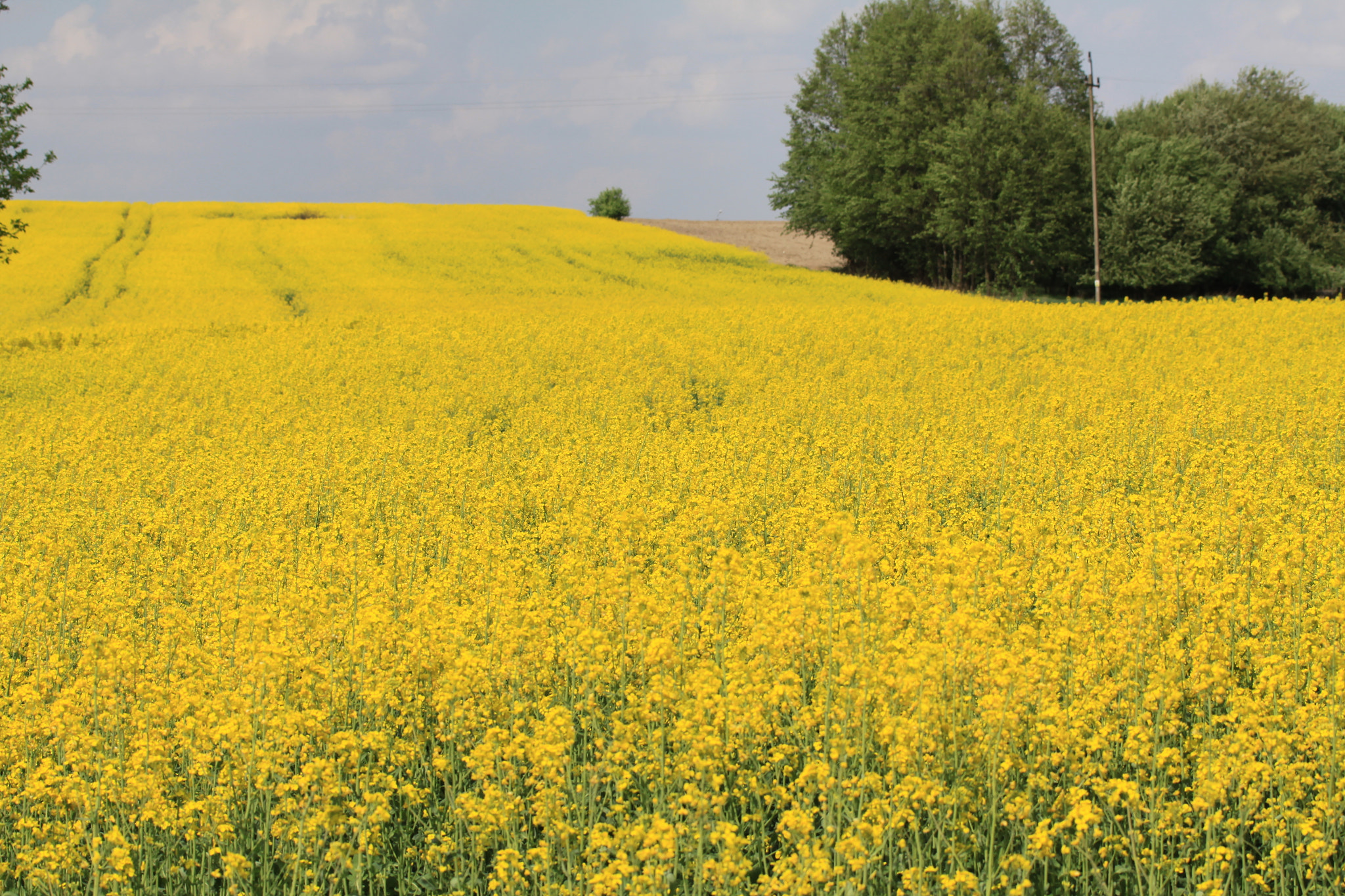 Canon EOS 50D sample photo. Yellow photography
