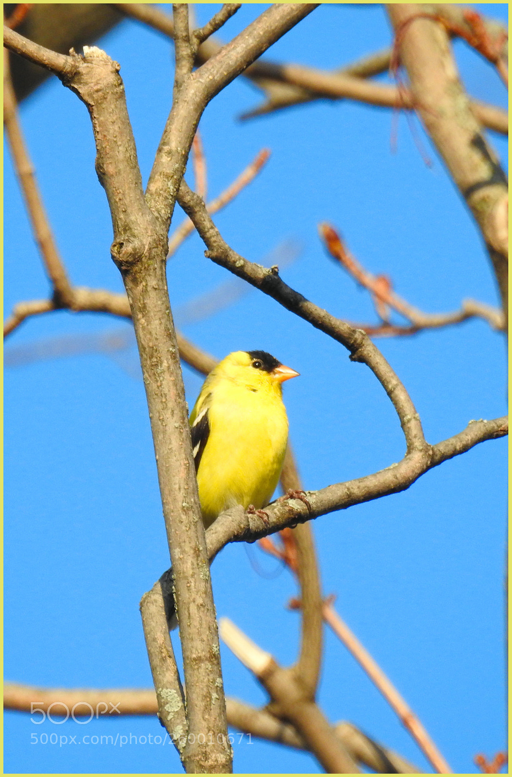 Nikon Coolpix P900 sample photo. Male finch photography