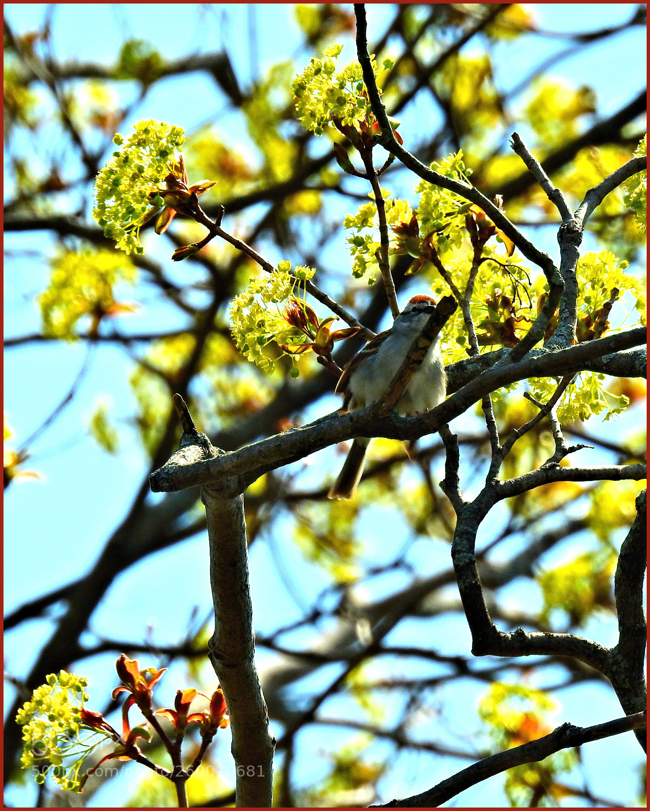 Nikon Coolpix P900 sample photo. Baby red poll photography