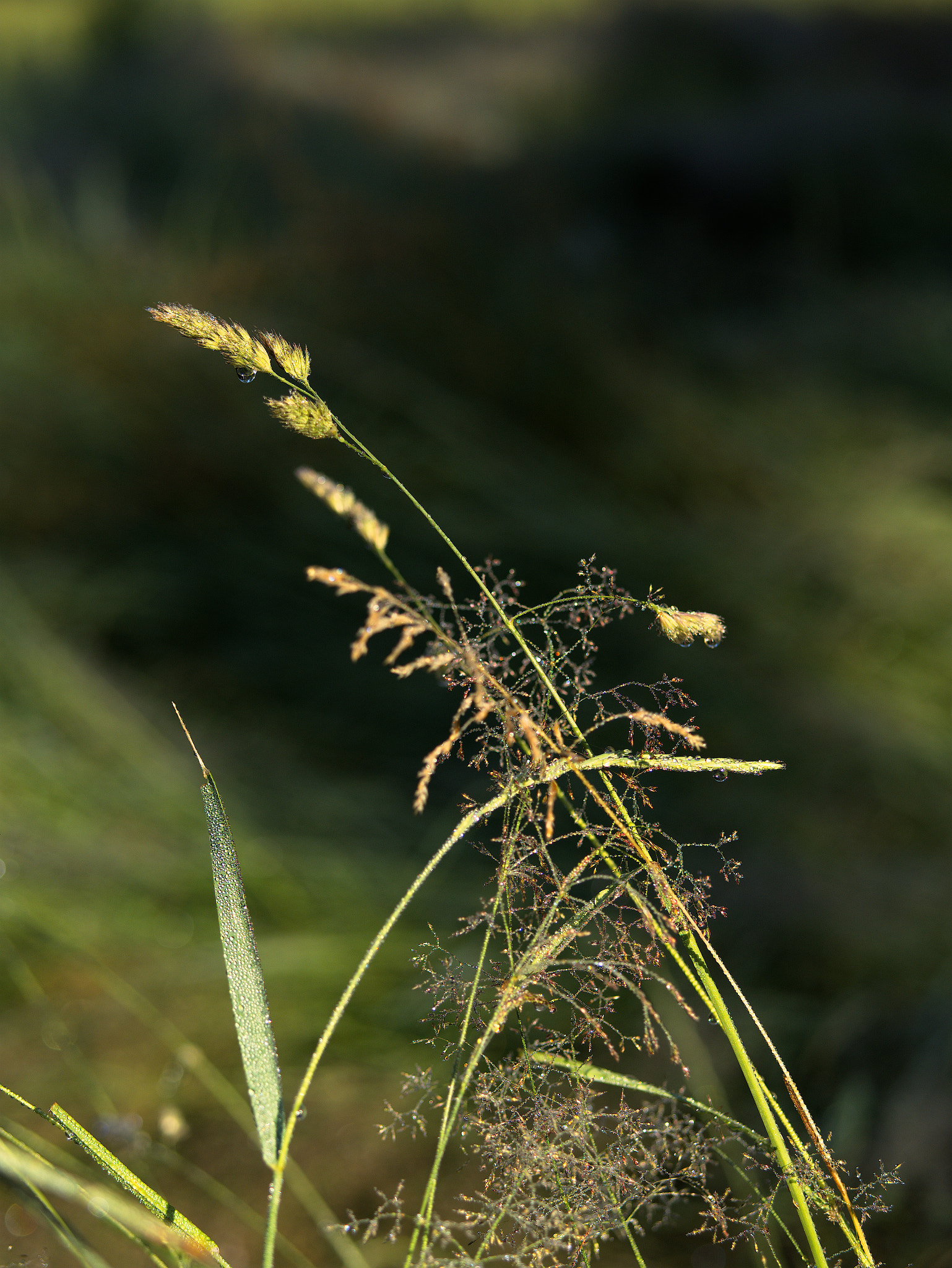 Panasonic Lumix DC-GX9 sample photo. There's such a chill... photography
