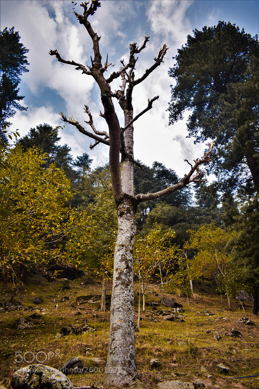 Nikon D5300 sample photo. Standing tall photography