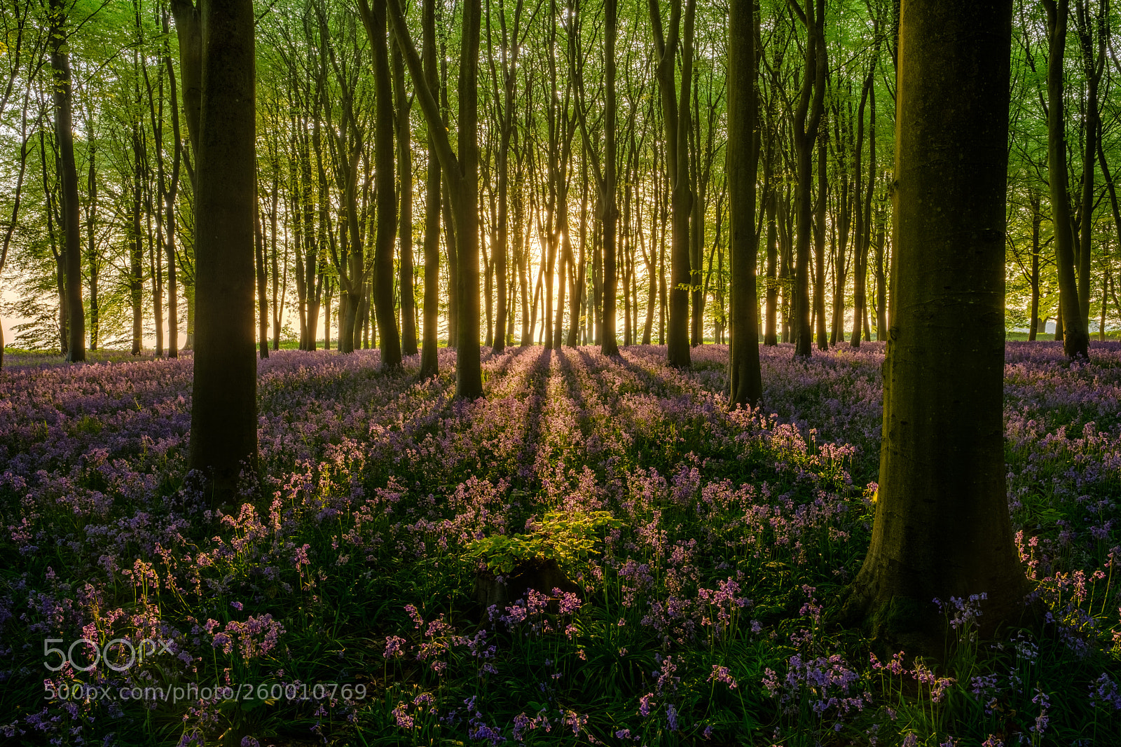 Fujifilm X-H1 sample photo. Bluebell sunrise photography