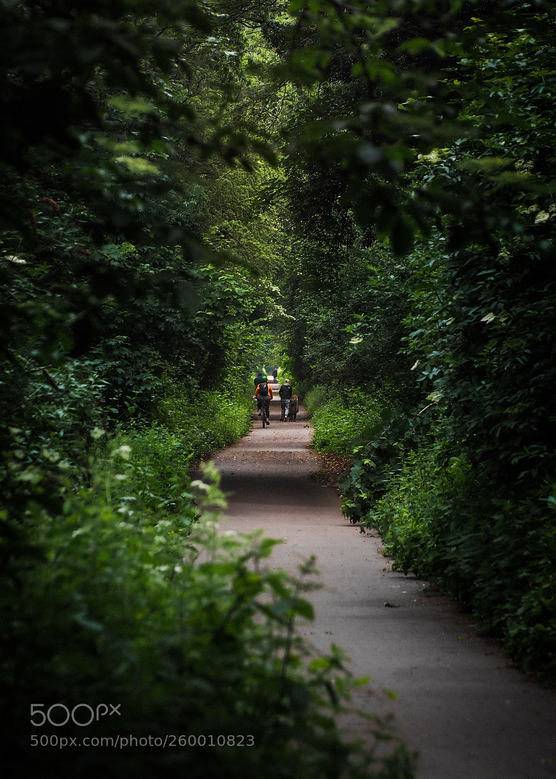 Olympus OM-D E-M1 sample photo. Corridor of green photography