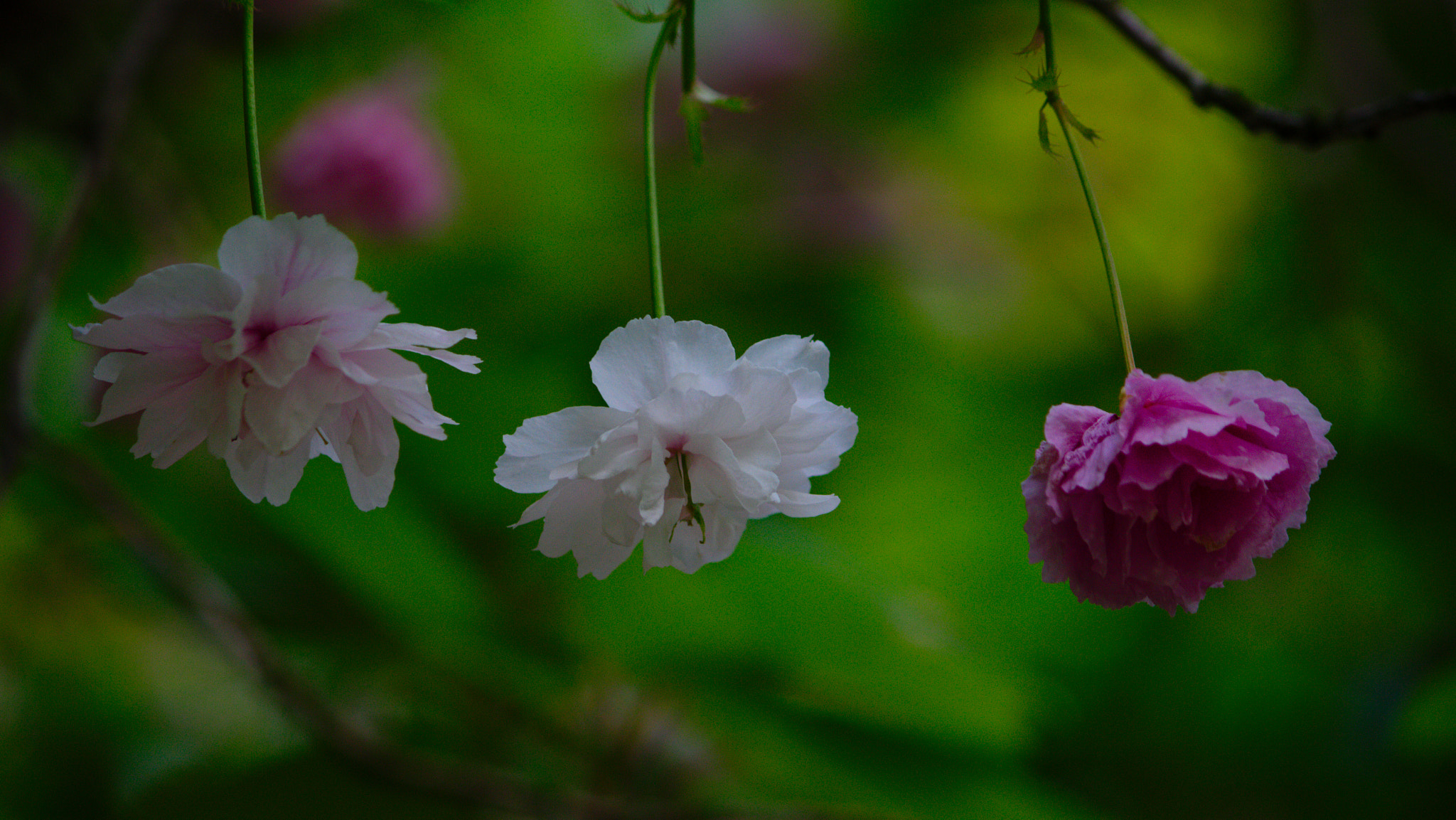 Canon EOS 7D + Canon EF-S 55-250mm F4-5.6 IS II sample photo. Flowers... photography
