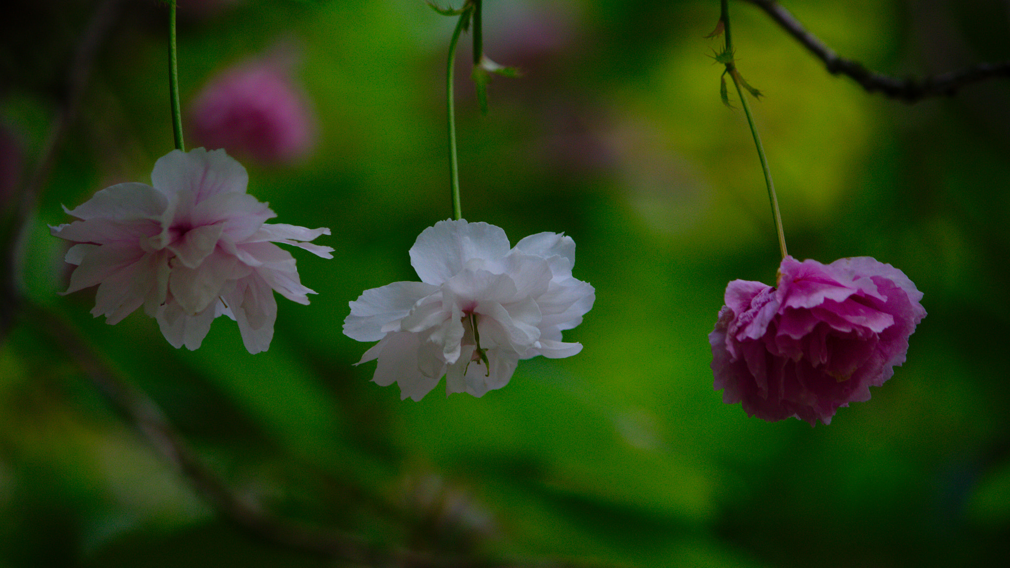 Canon EF-S 55-250mm F4-5.6 IS II sample photo. Flowers... photography