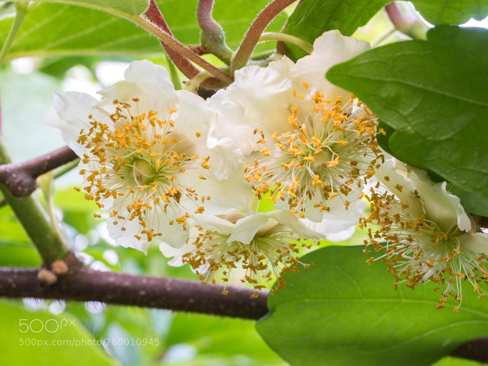 Olympus PEN-F sample photo. Kiwi blossom photography