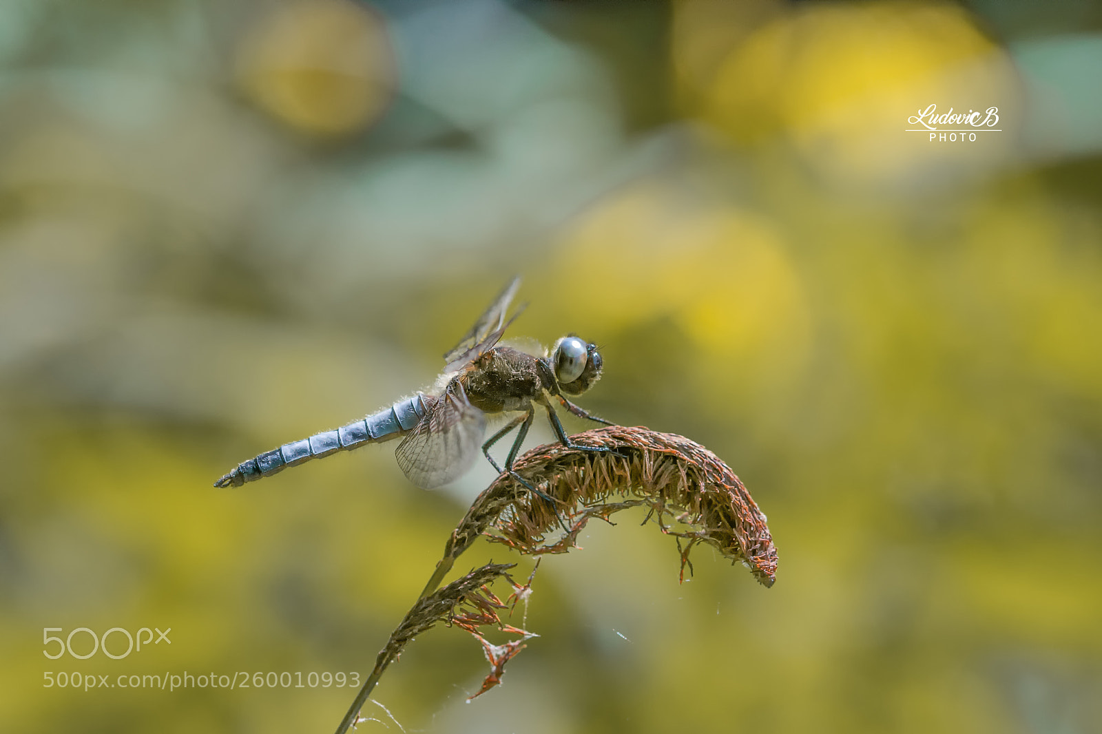 Nikon D610 sample photo. Libellule photography