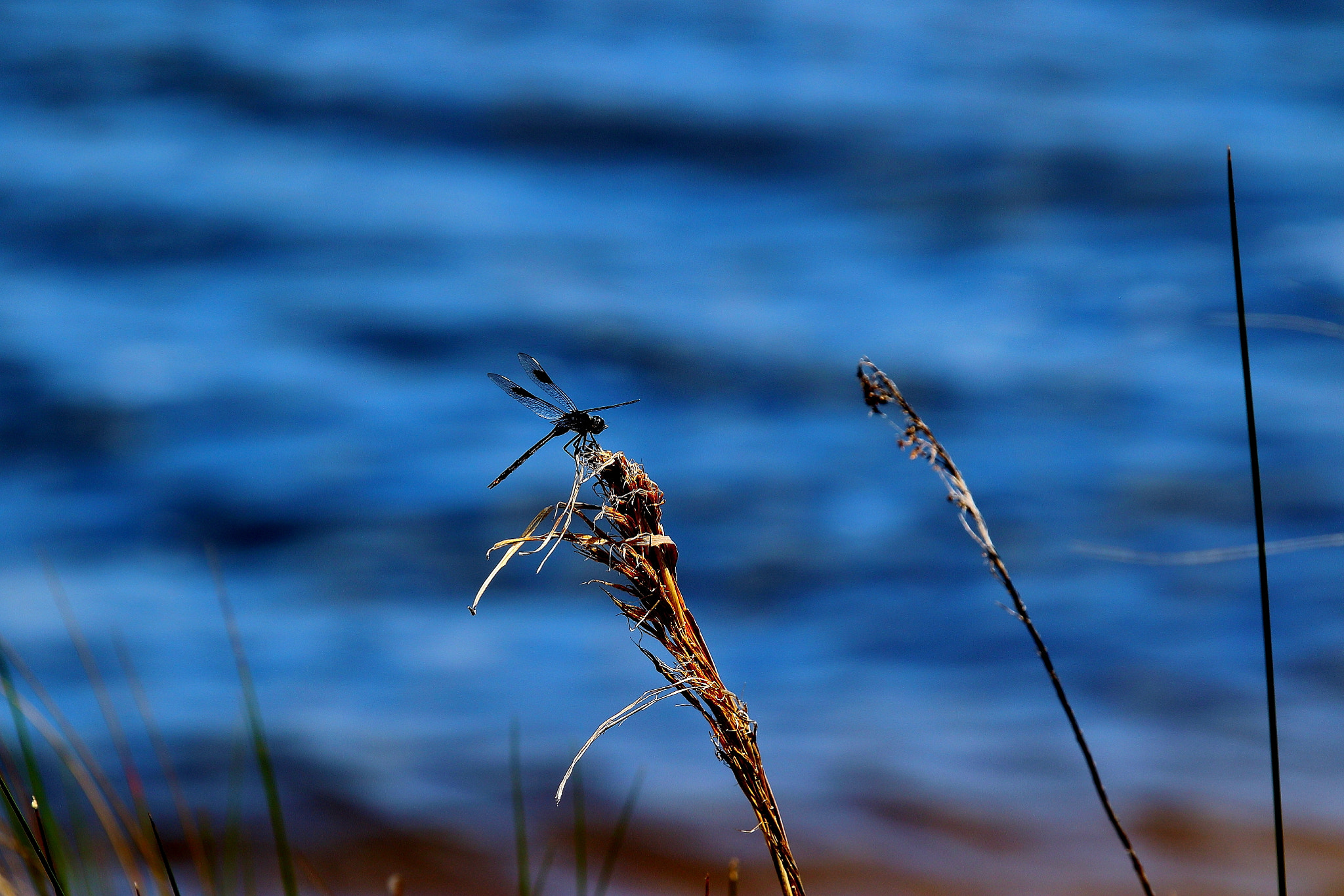 Canon EF 100-400mm F4.5-5.6L IS USM sample photo. Wa photography