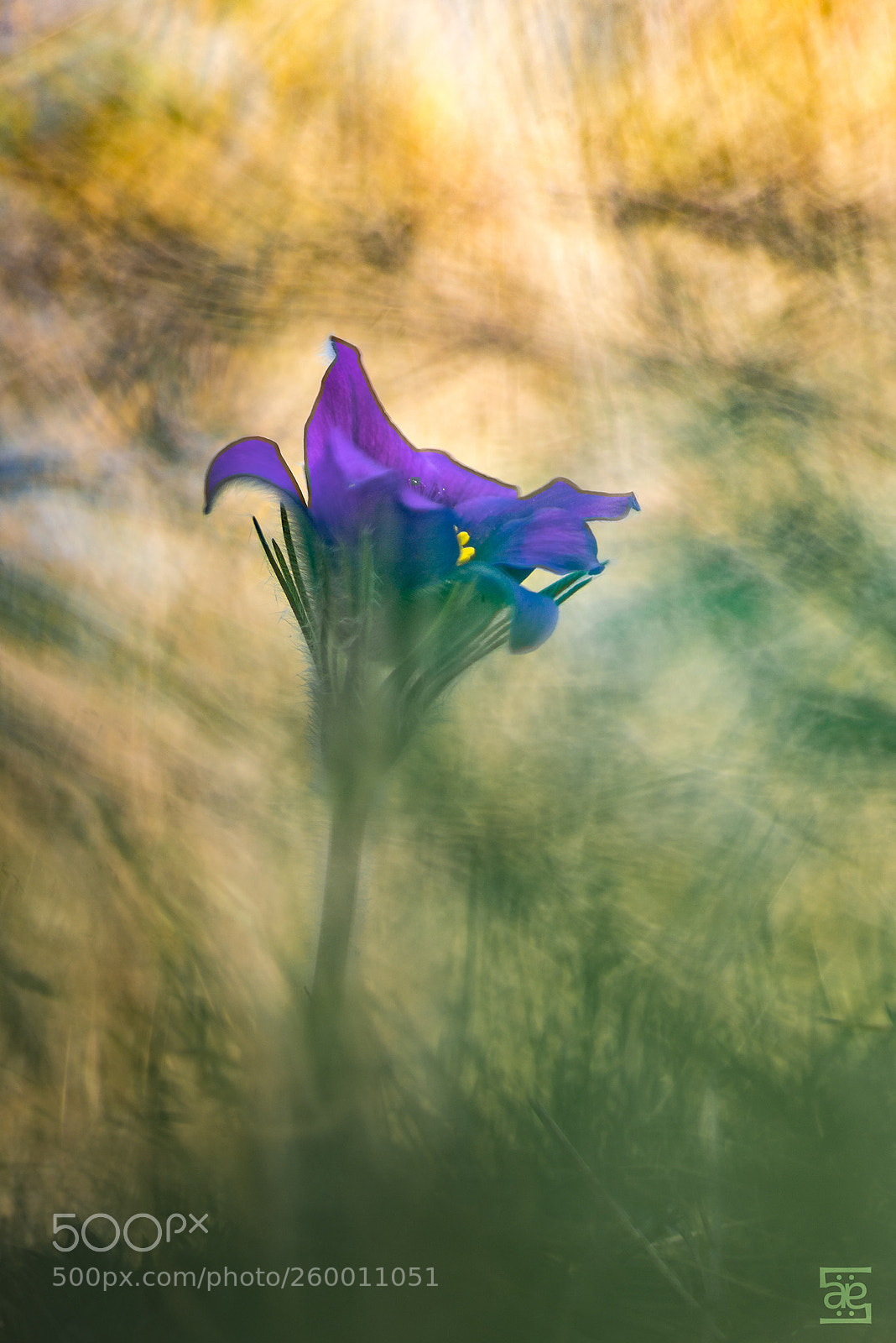 Nikon D610 sample photo. Intimité photography