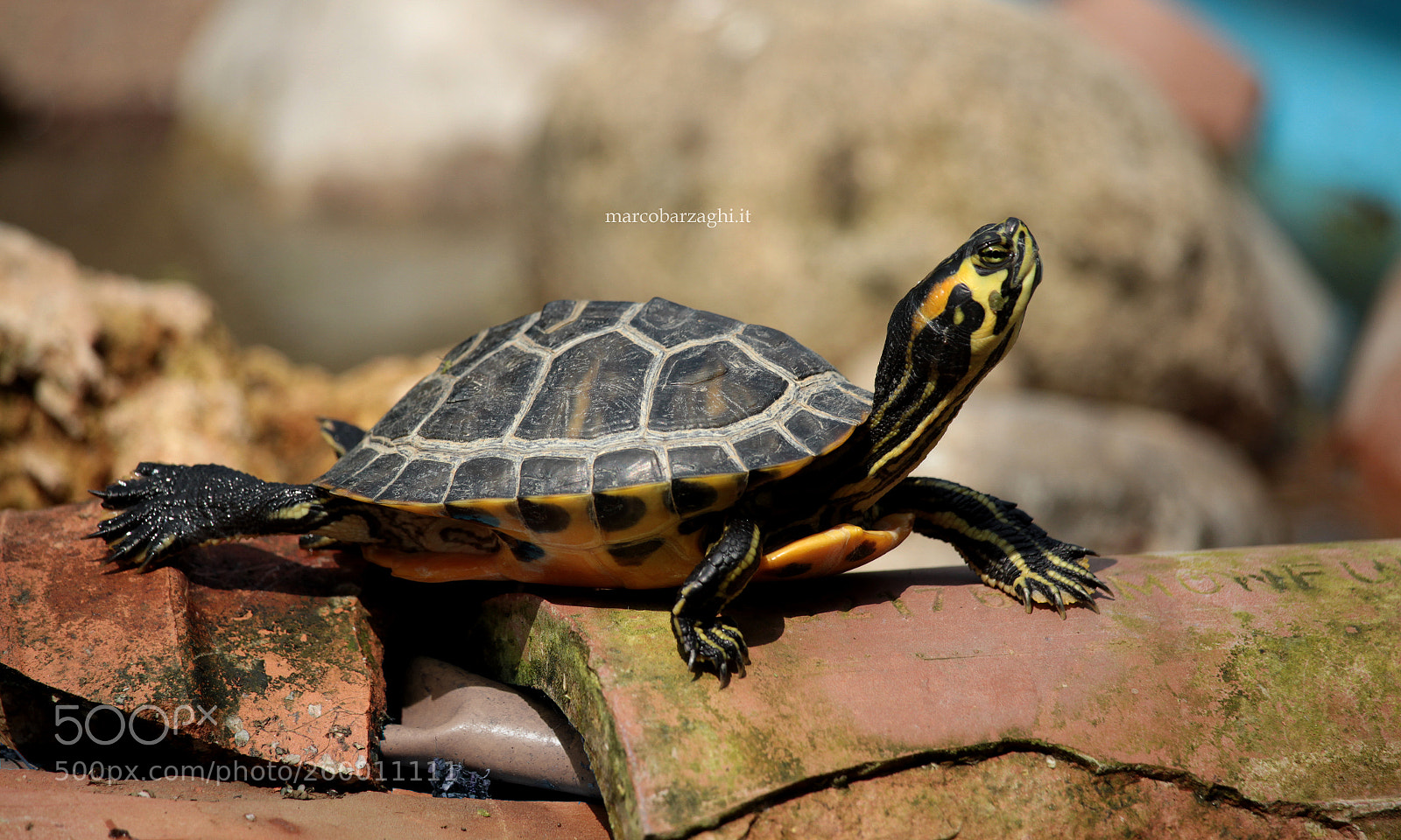 Canon EOS 600D (Rebel EOS T3i / EOS Kiss X5) sample photo. My turtles - basking photography
