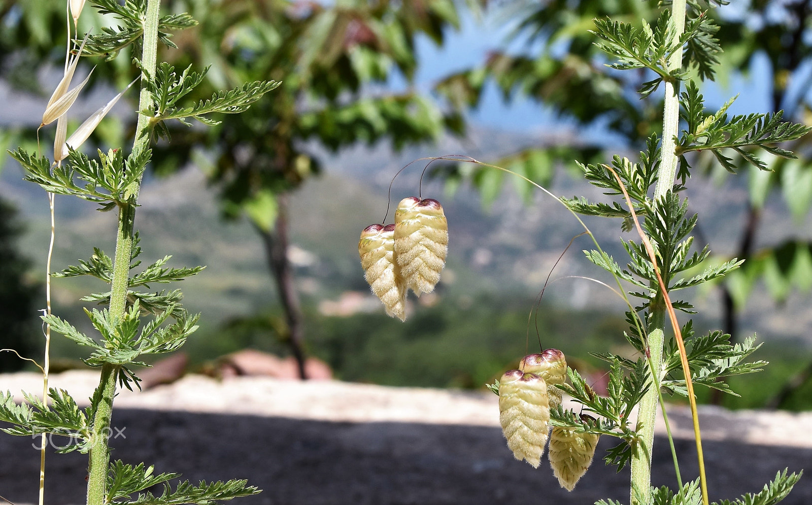 Nikon D5500 sample photo. 20180522 wildflower near the road photography