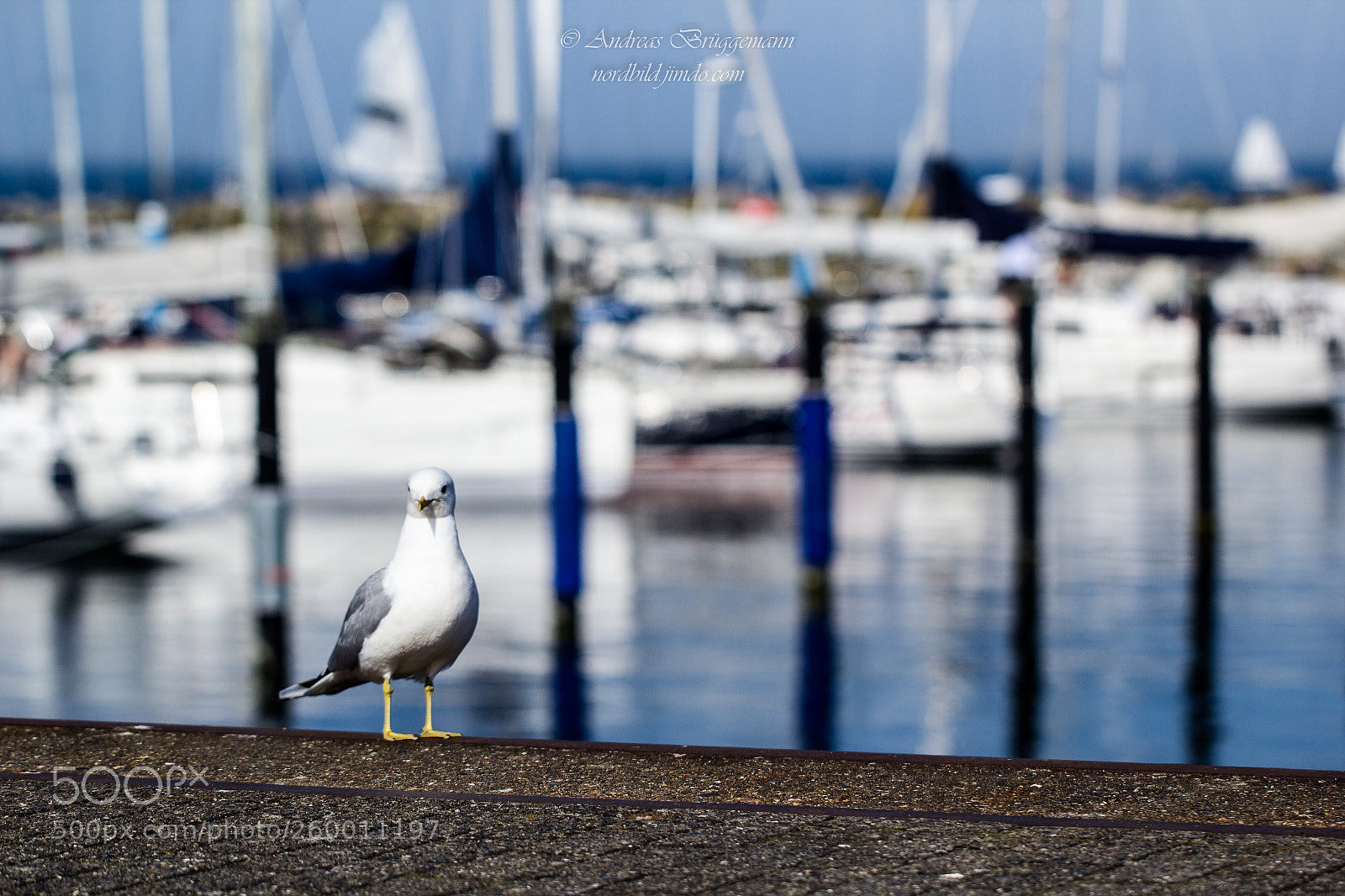 Canon EOS 60D sample photo. Where i live_6 photography