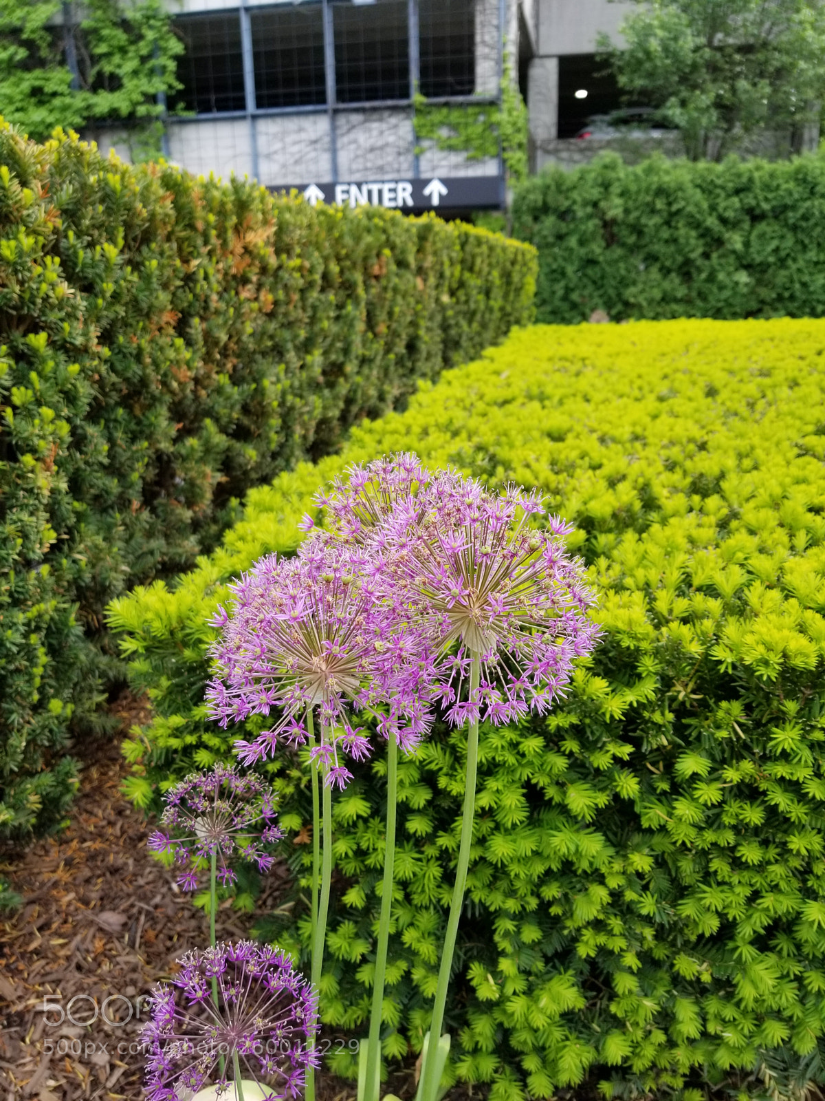 Samsung Galaxy S8+ sample photo. Flower blossoms photography