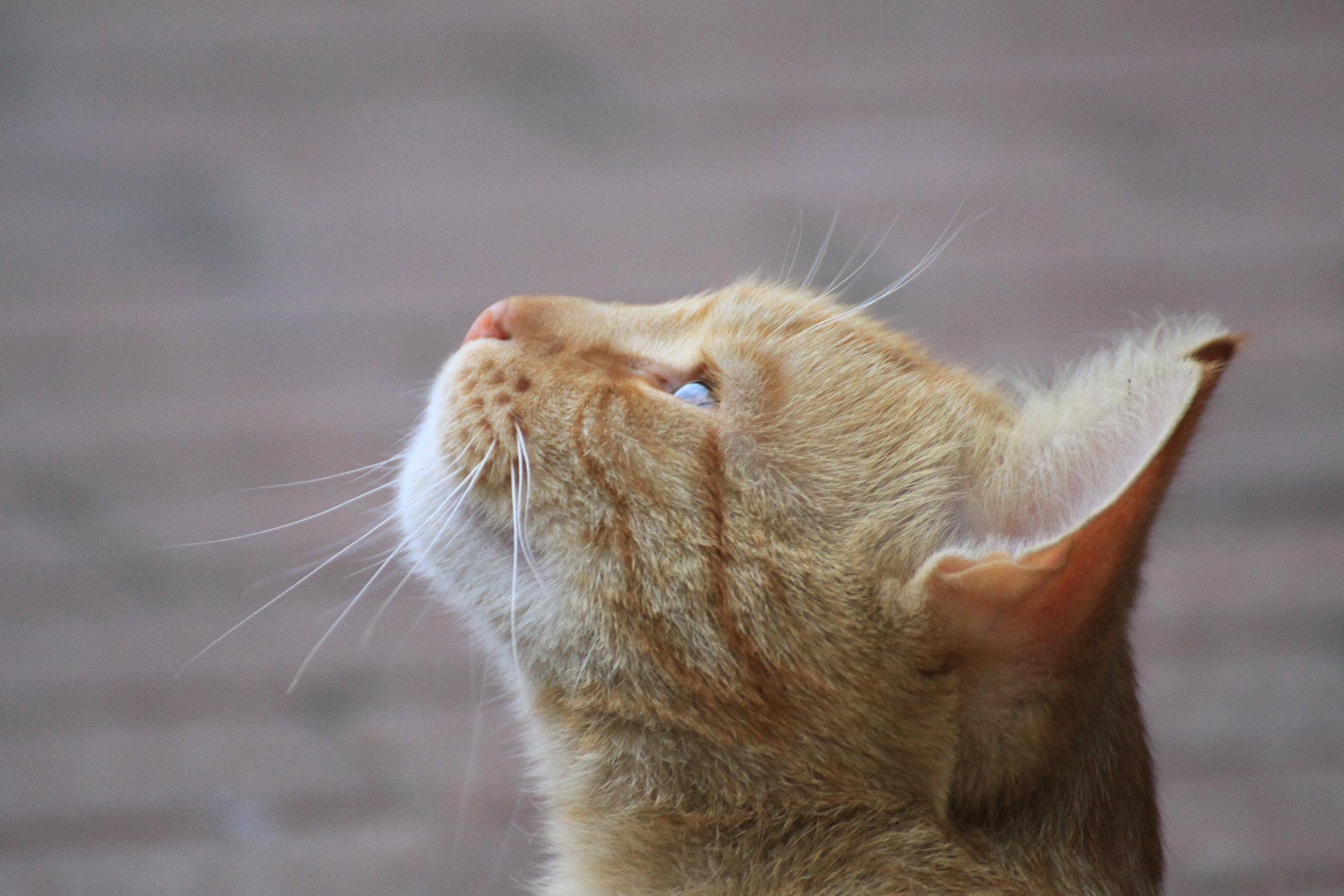 Canon EOS 50D sample photo. Cat photography