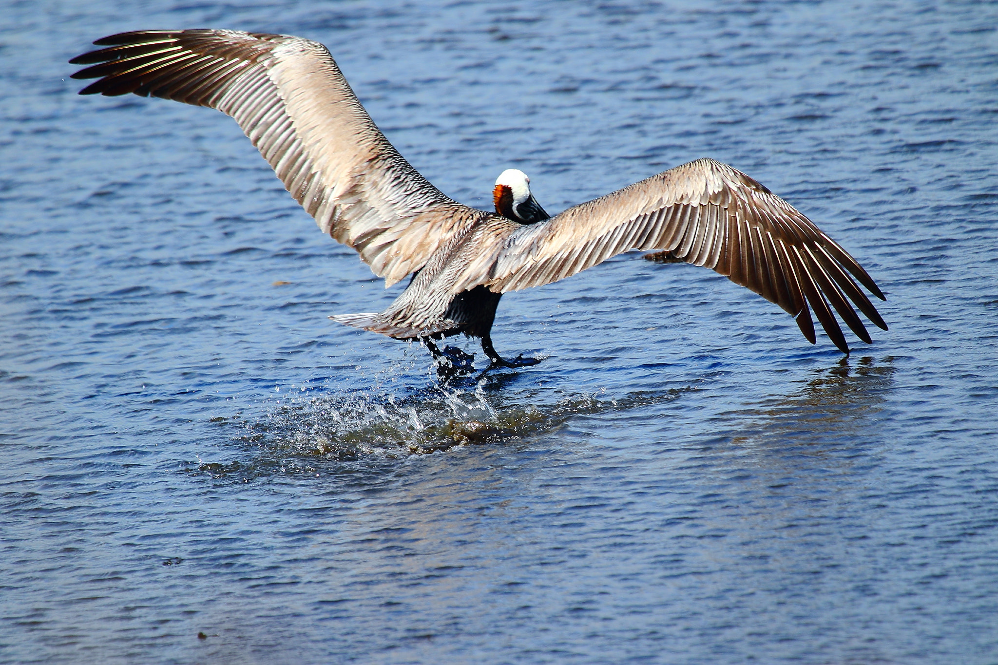 Canon EOS 7D Mark II + Canon EF 100-400mm F4.5-5.6L IS USM sample photo. Wa photography