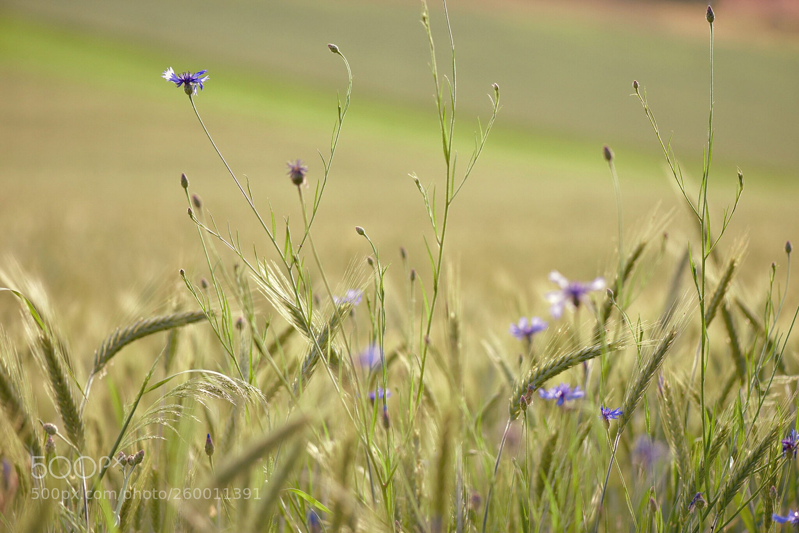 Nikon D810 sample photo. Untitled photography