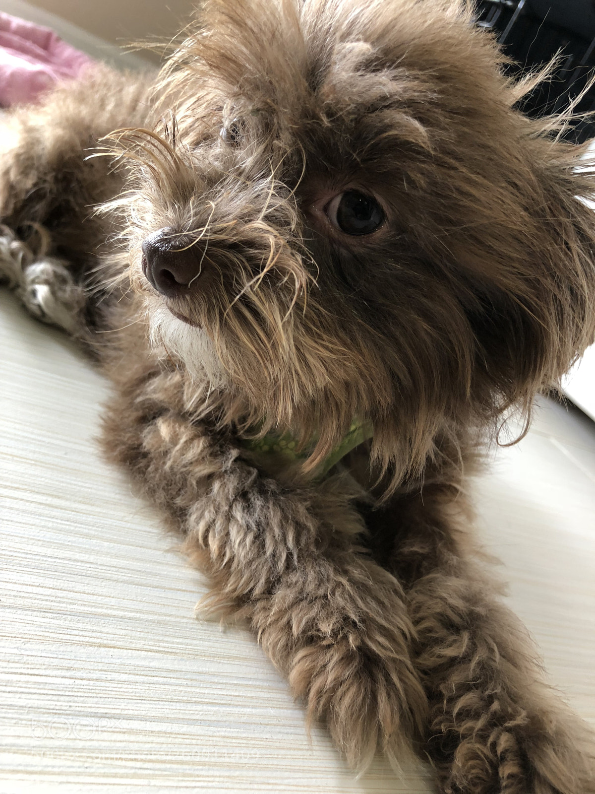 Apple iPhone X sample photo. Untitled photography