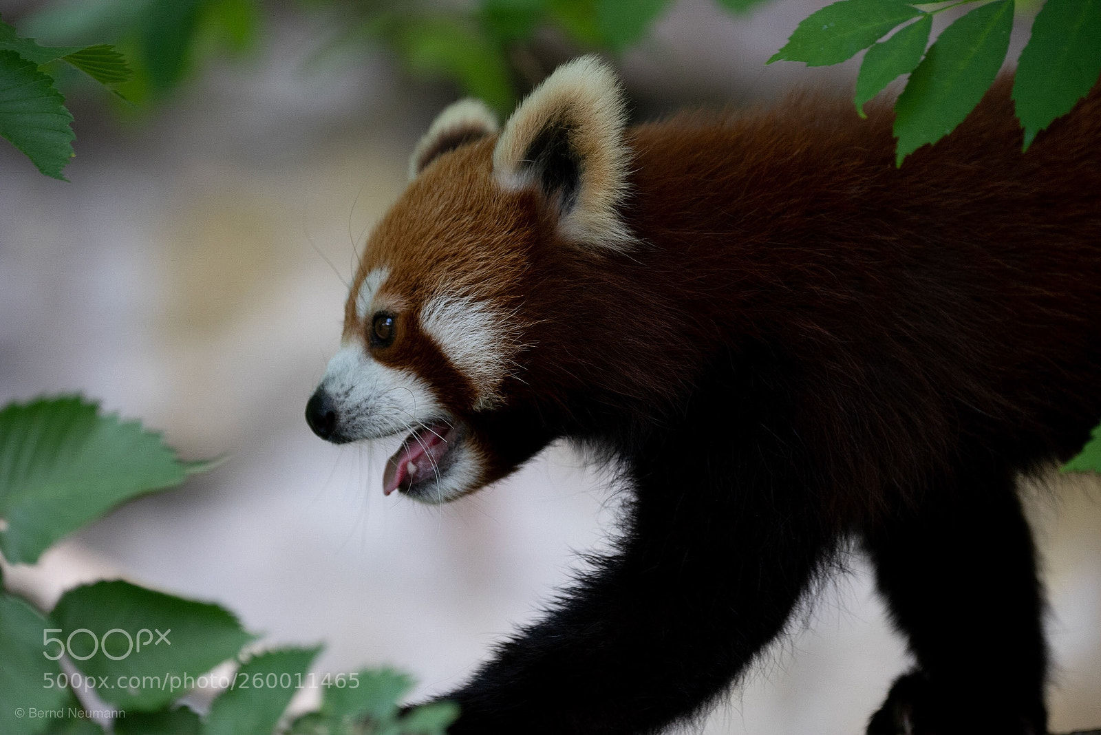 Nikon D750 sample photo. Roter panda photography