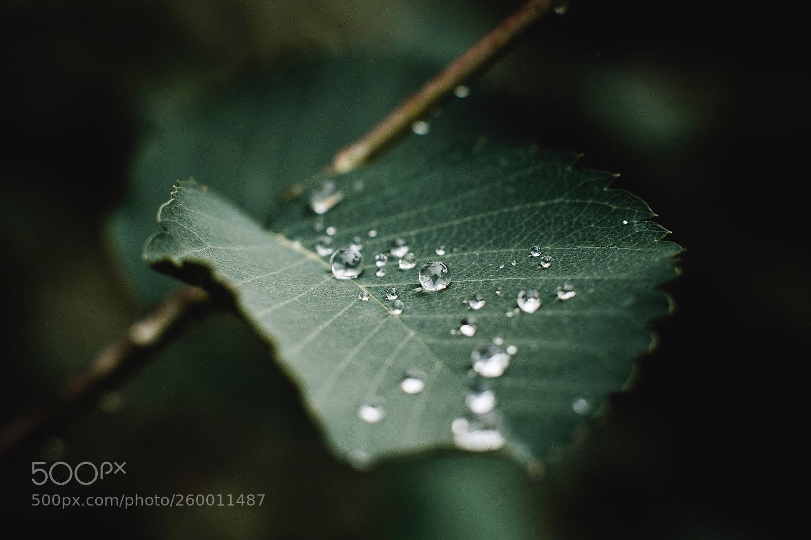 Fujifilm X-T2 sample photo. After the rain photography