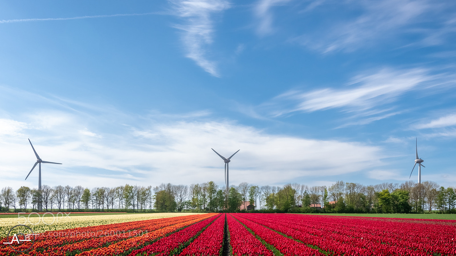Nikon D500 sample photo. Eoliennes & tulipes photography