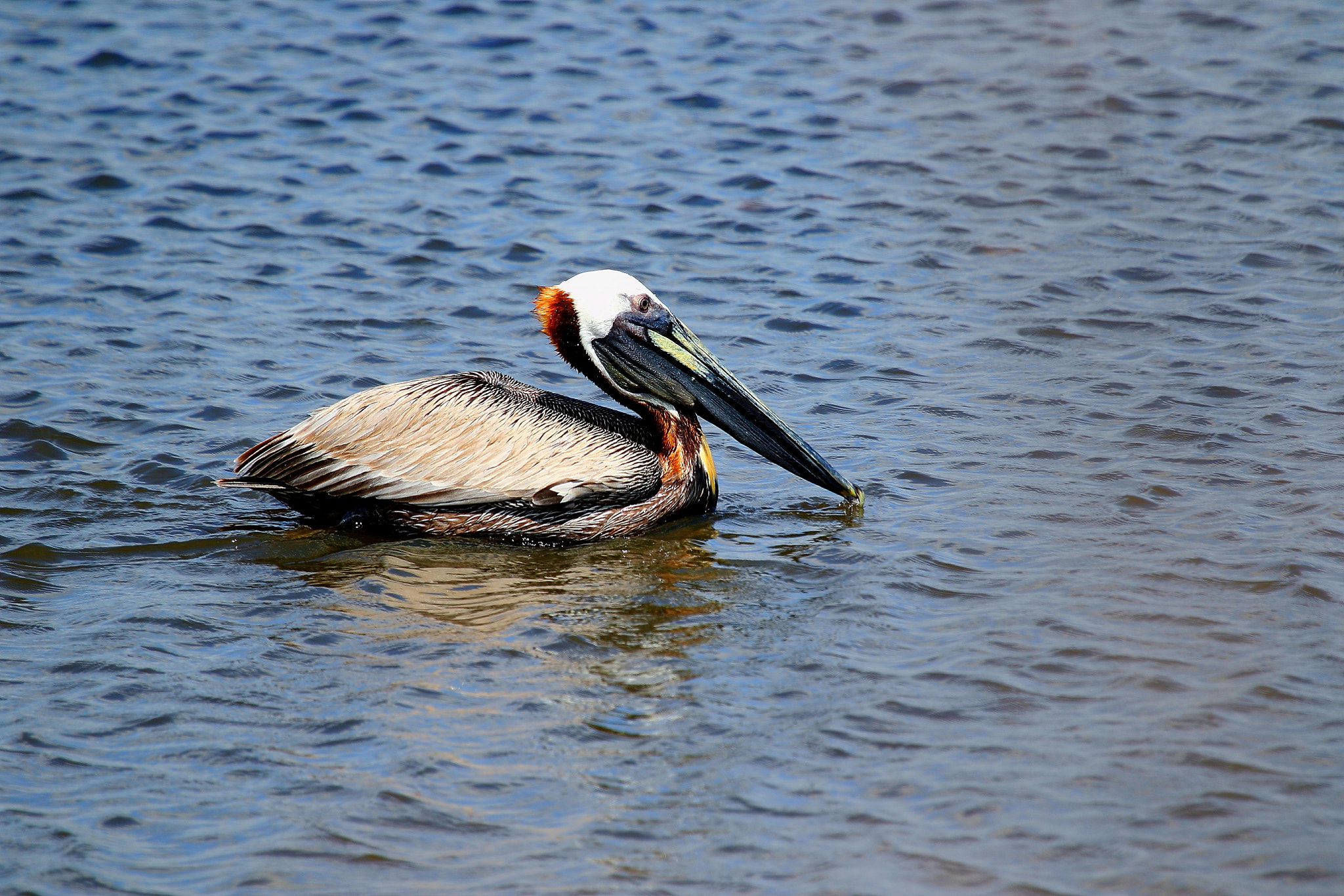 Canon EOS 7D Mark II + Canon EF 100-400mm F4.5-5.6L IS USM sample photo. Wa photography