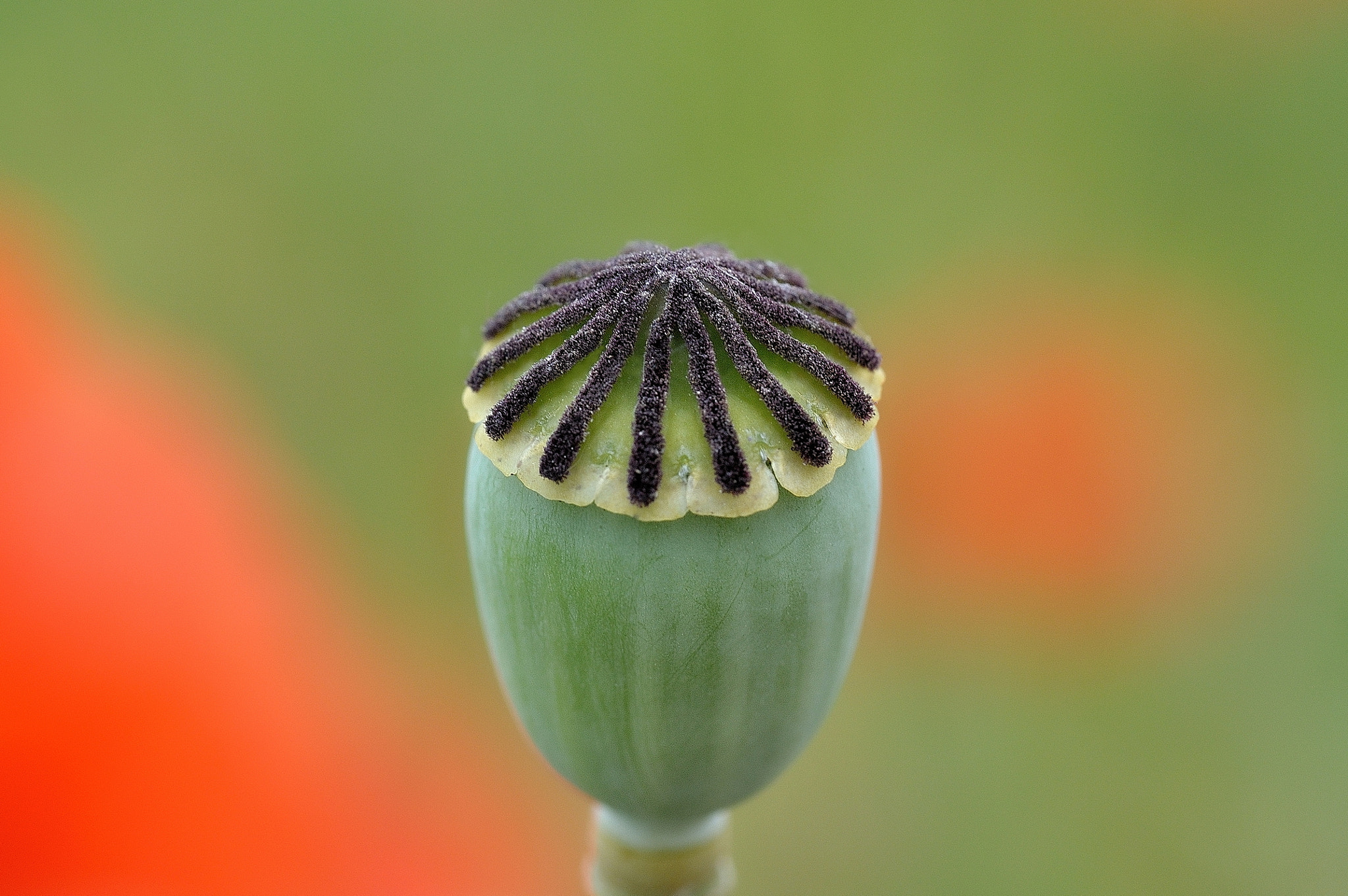 Nikon D5000 sample photo. Stripped photography