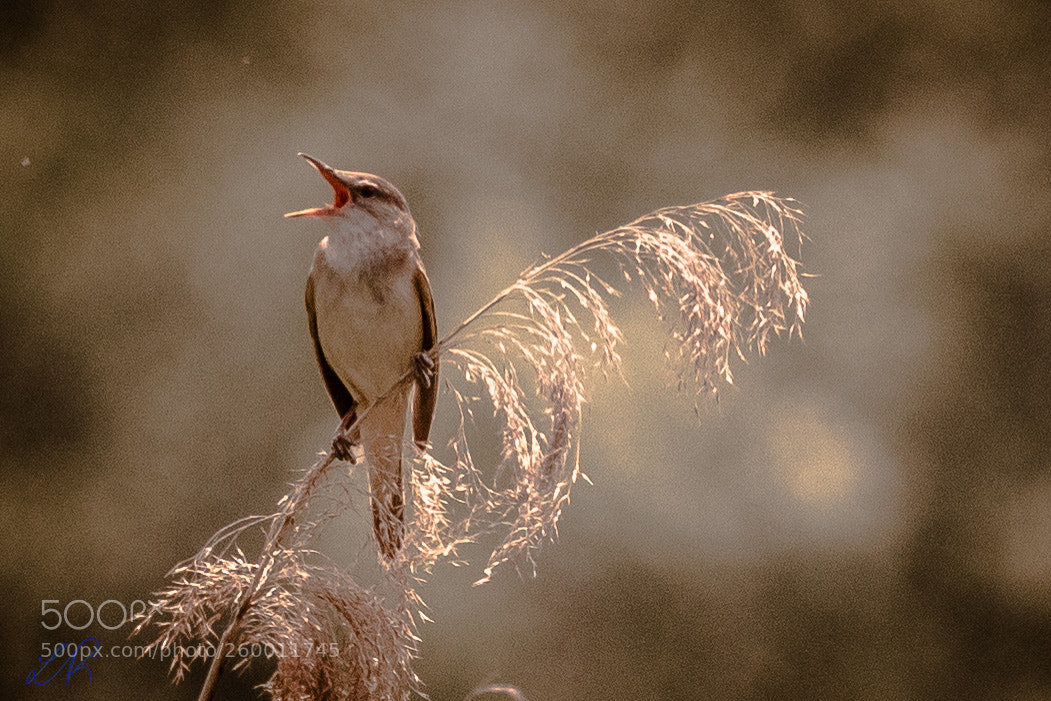 Canon EOS 6D sample photo. Reed warbler singing photography