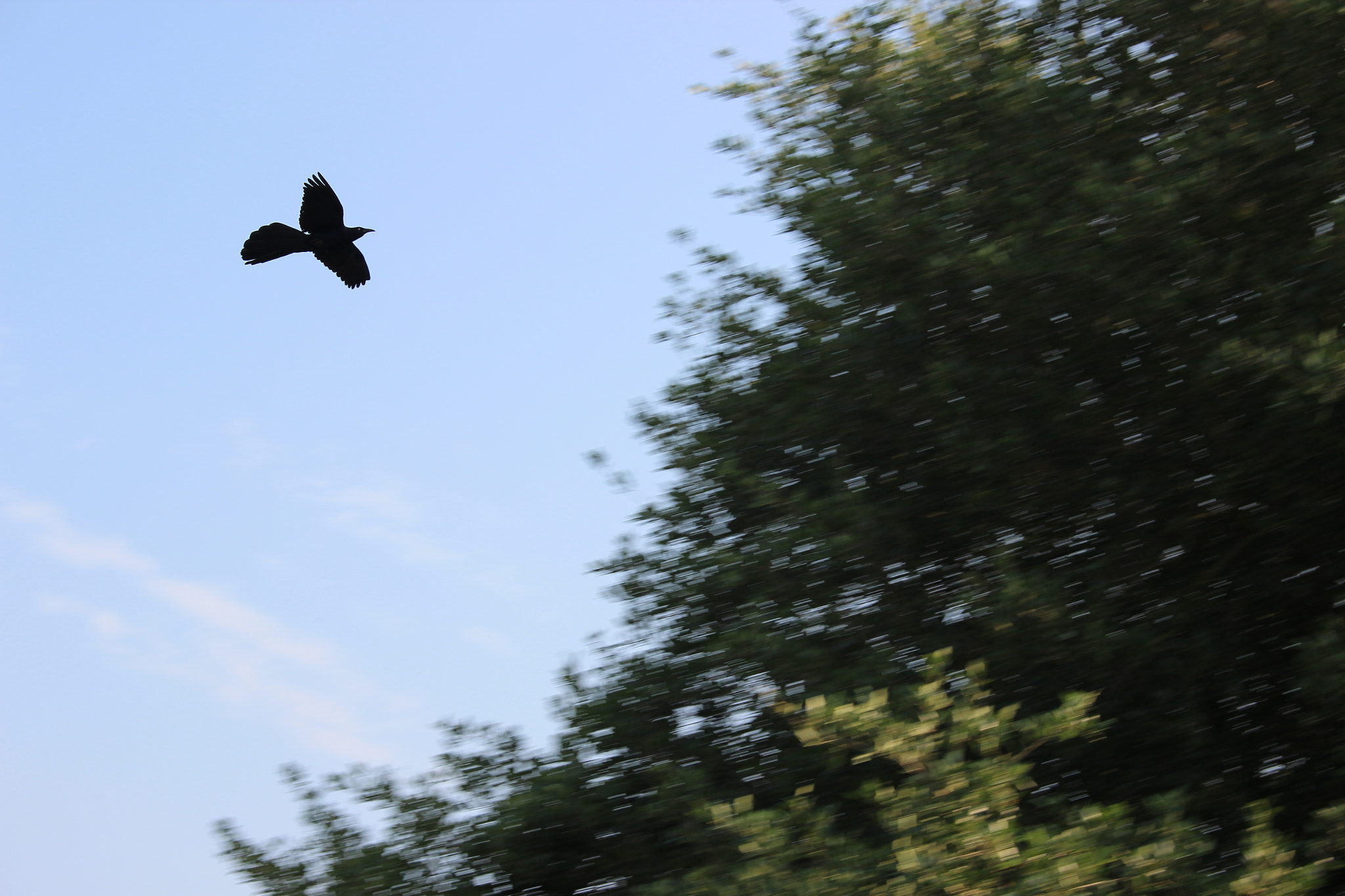 Canon EOS 600D (Rebel EOS T3i / EOS Kiss X5) sample photo. Img photography