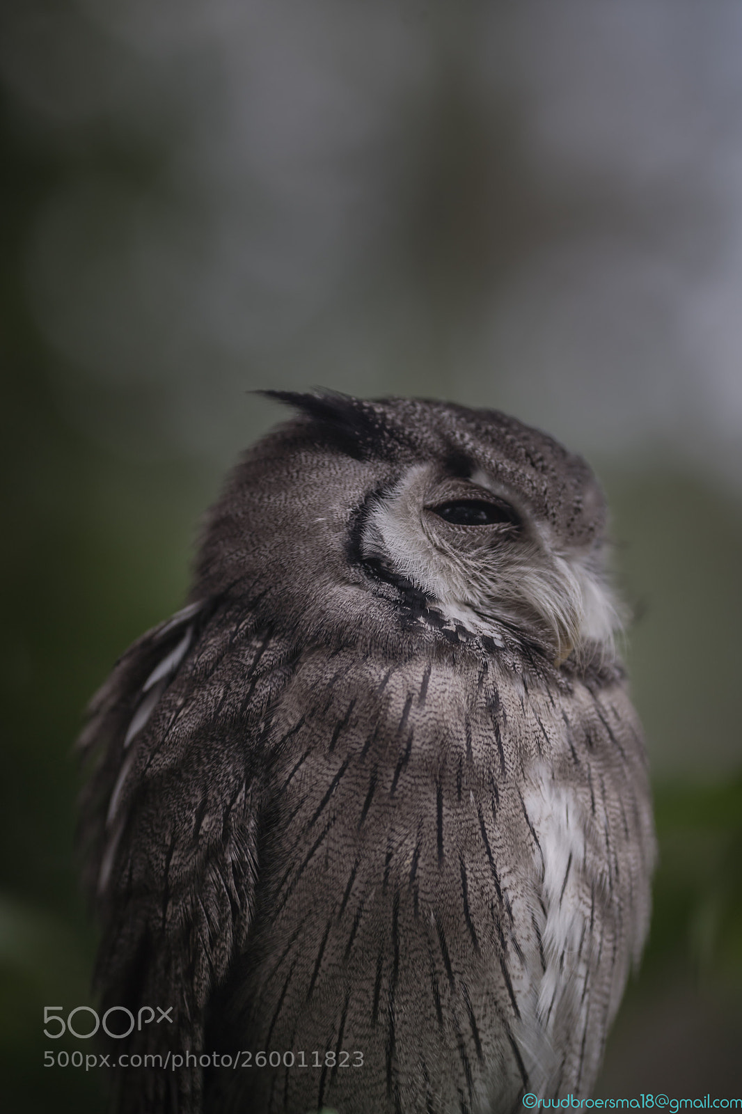 Sony a7 III sample photo. De pygmee uil photography
