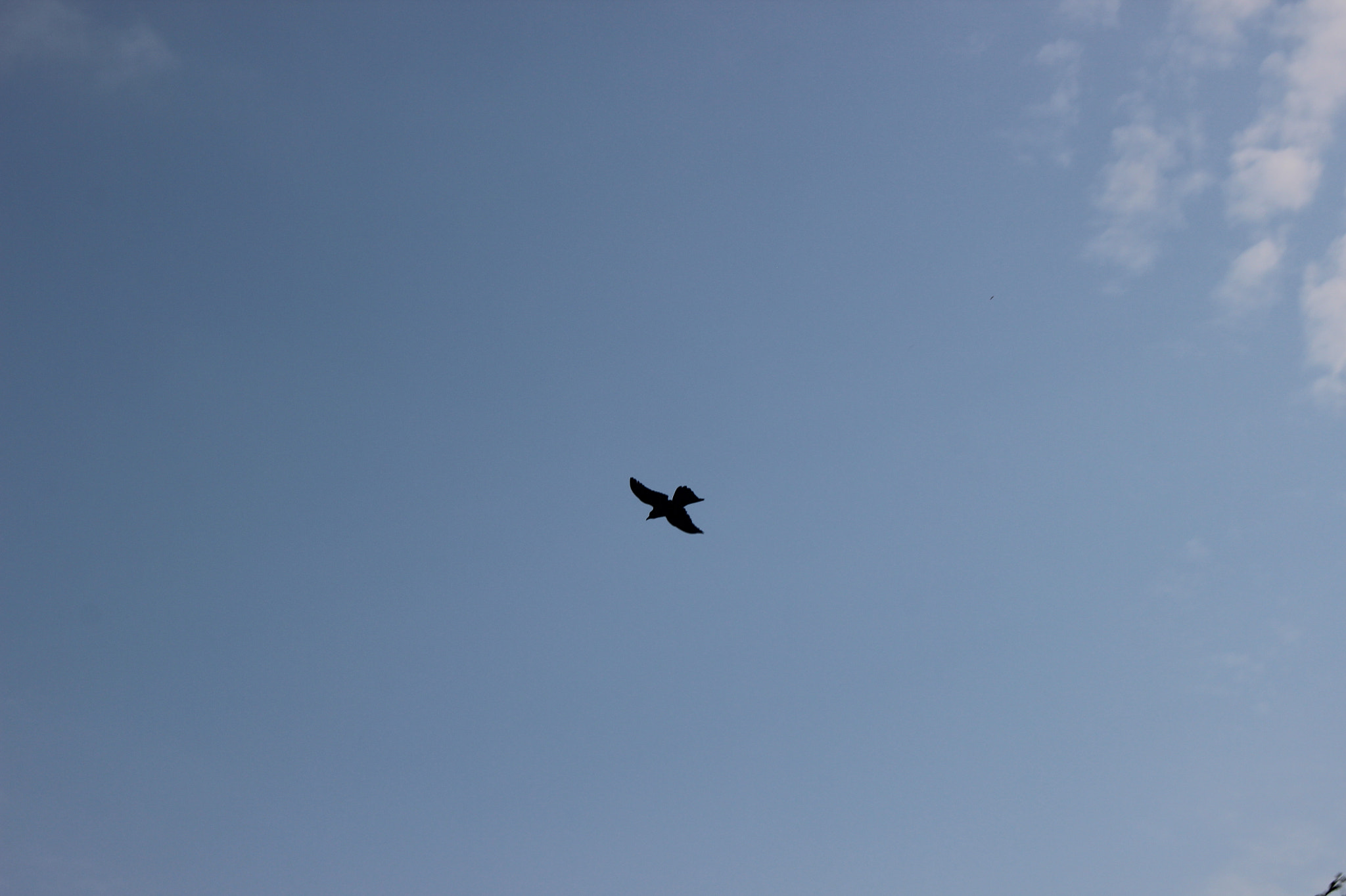 Canon EOS 600D (Rebel EOS T3i / EOS Kiss X5) sample photo. Img photography