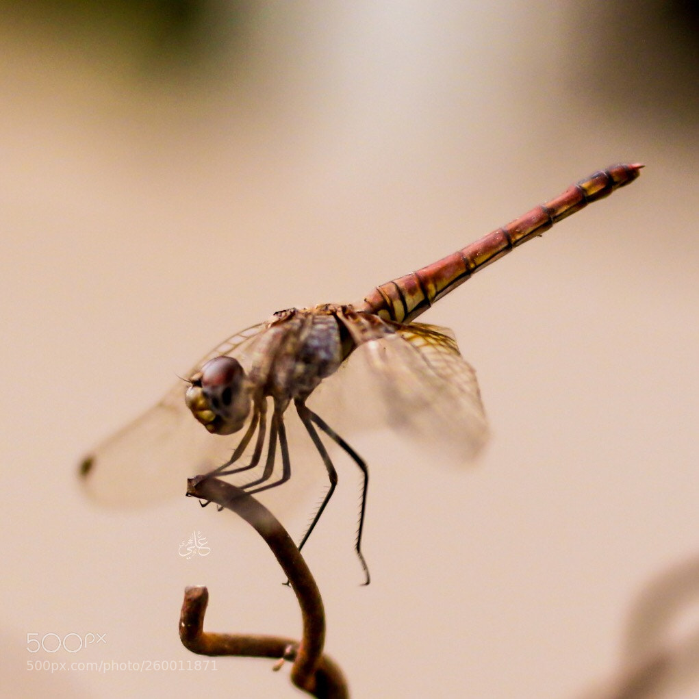 Canon EOS 70D sample photo. Dragonfly ? photography