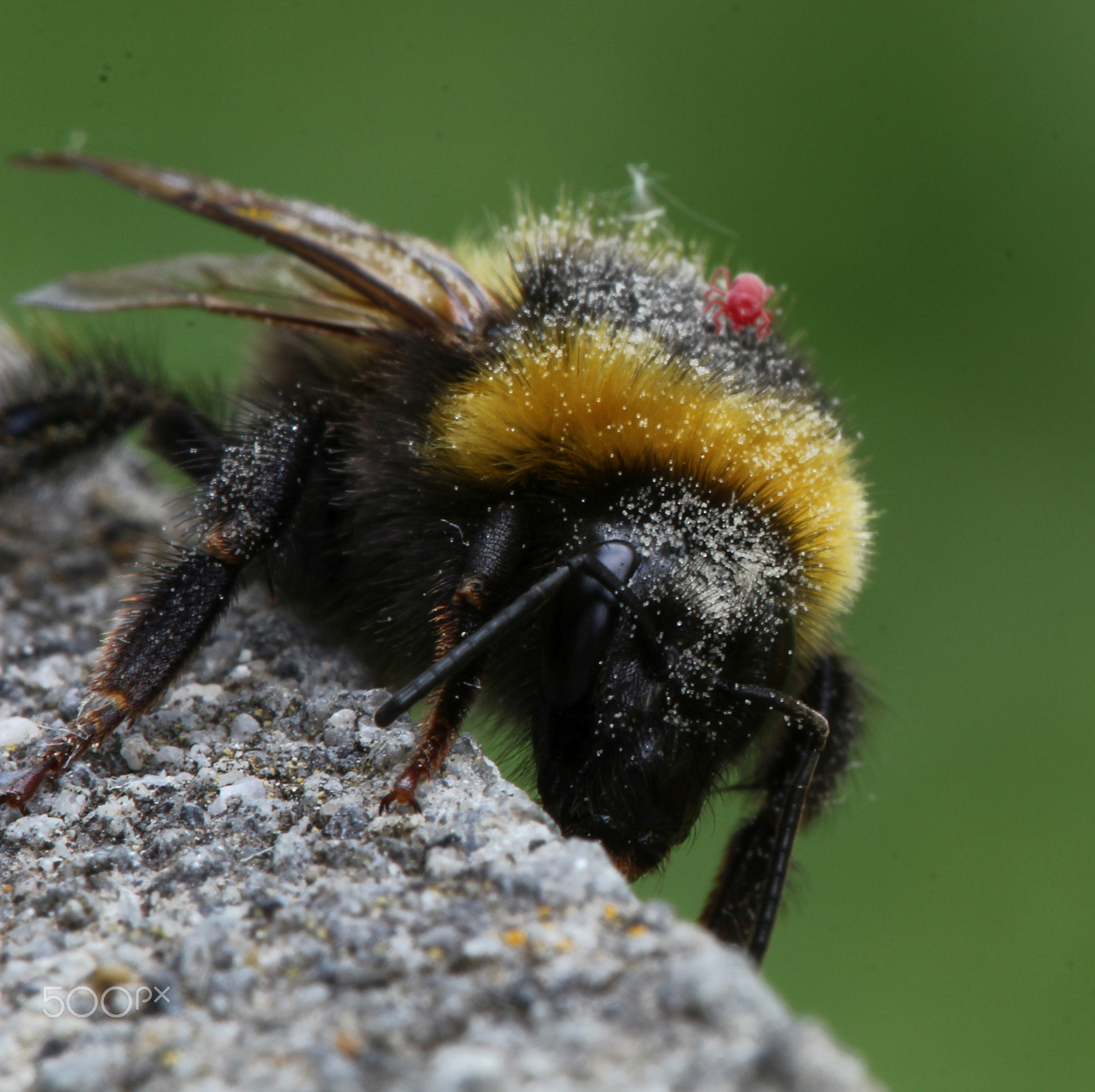 Canon EF 100mm F2.8 Macro USM sample photo. Bumblebee with passenger photography
