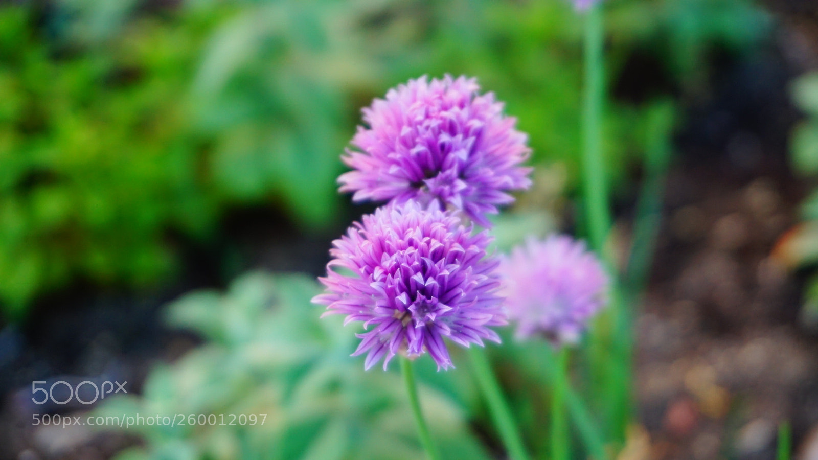 Sony a6000 sample photo. Garden photography