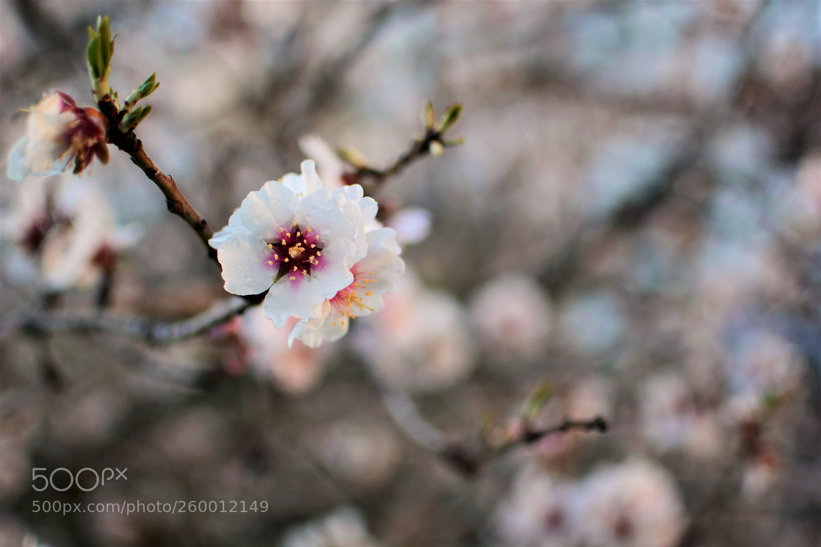 Nikon D5200 sample photo. Blooming flower photography