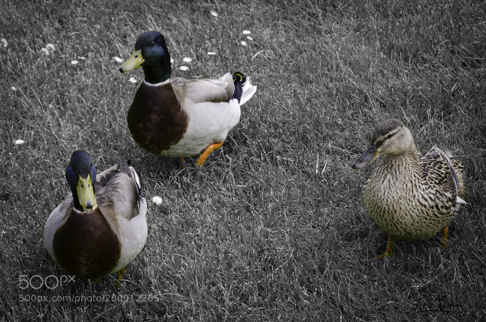 Nikon D5100 sample photo. Germani reali photography
