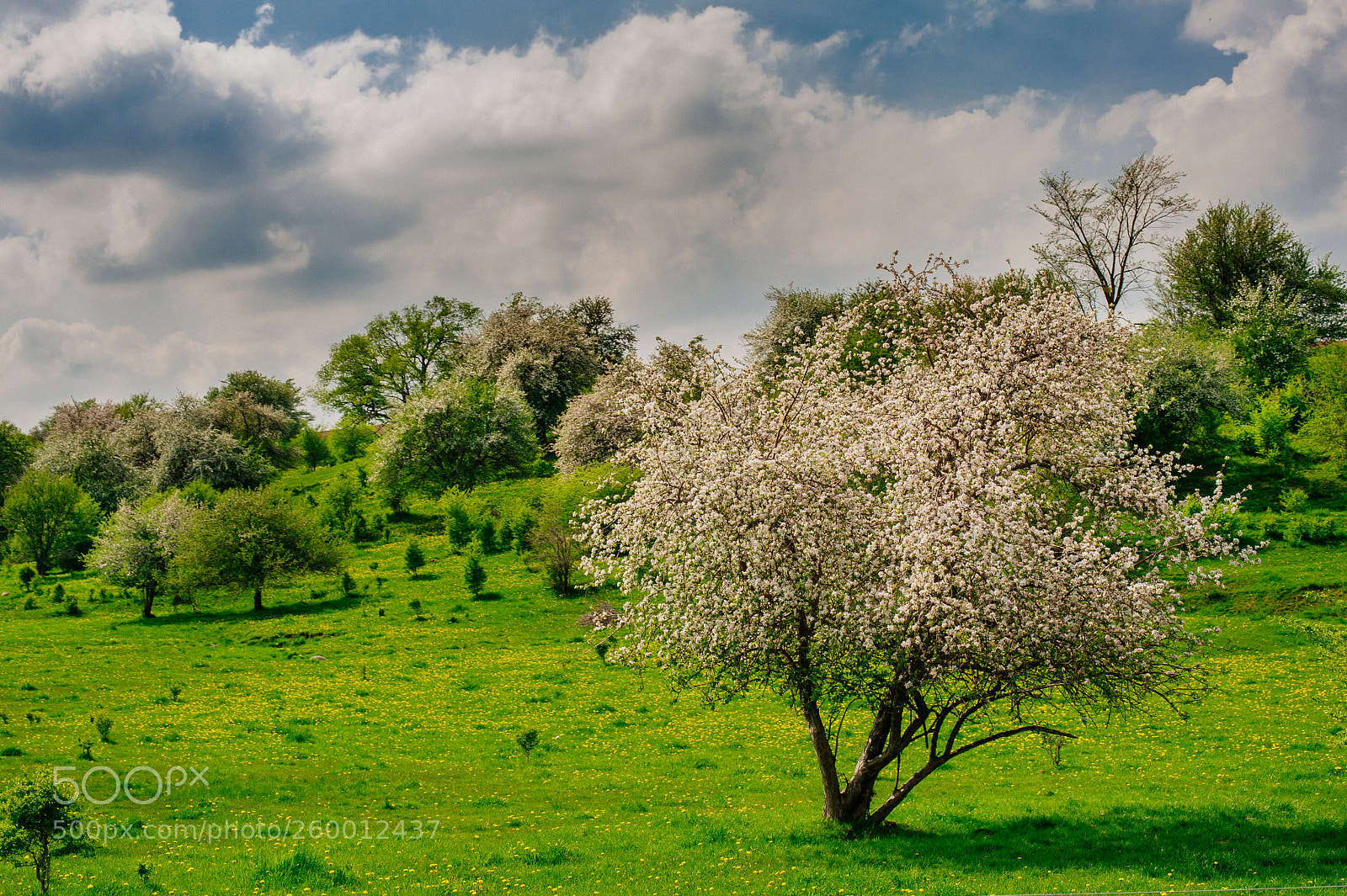 Nikon D700 sample photo. Spring photography