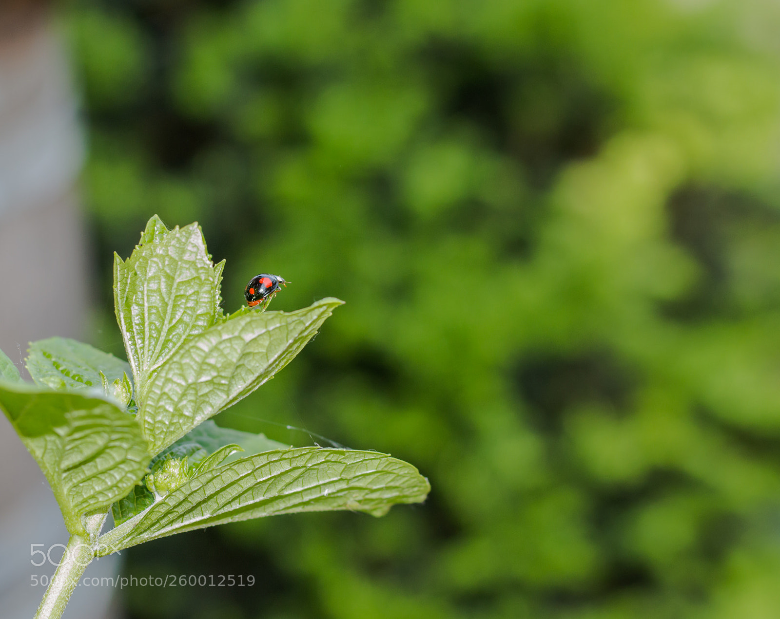 Canon EOS 70D sample photo. Ladybug photography