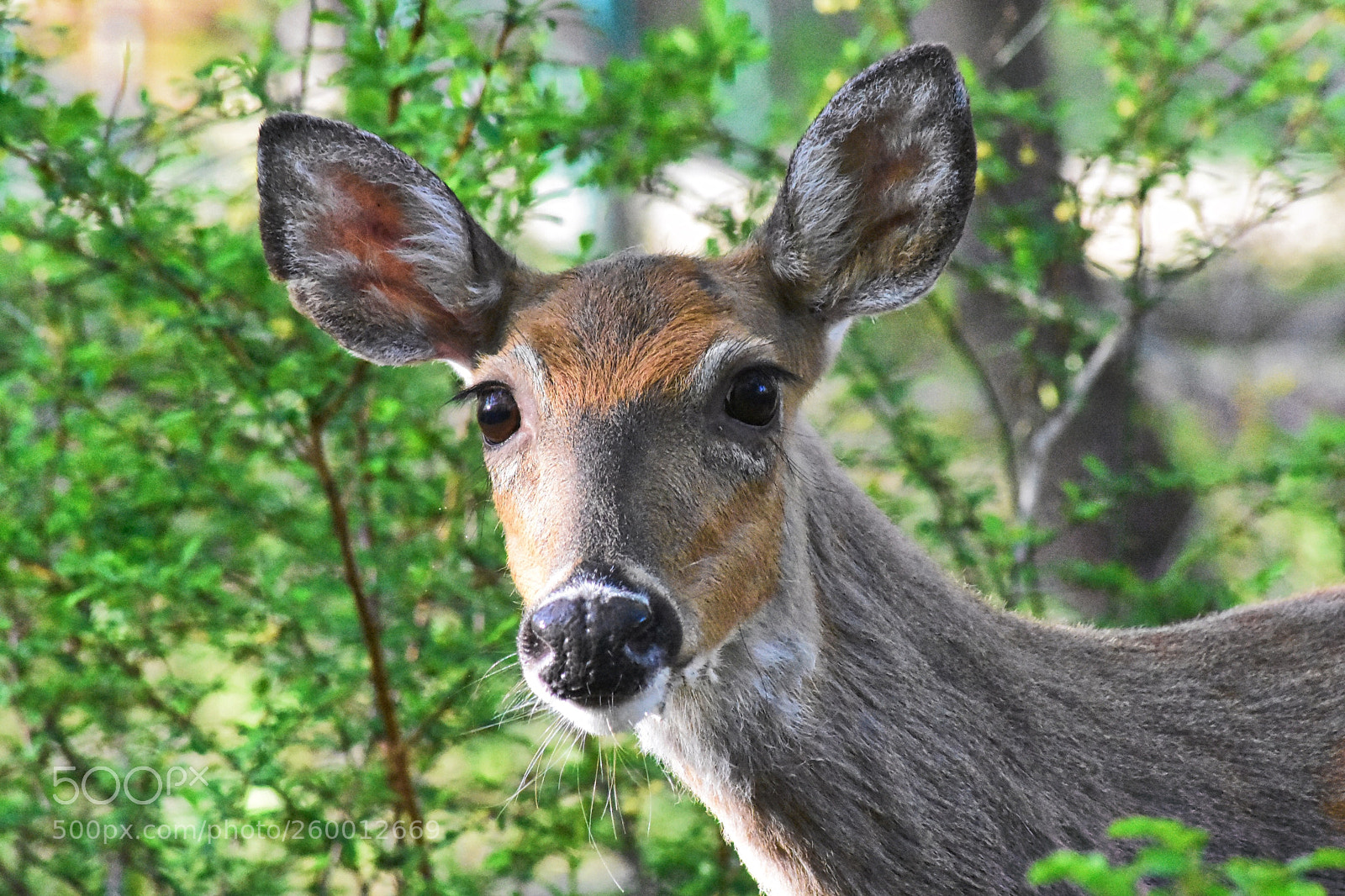 Nikon D7200 sample photo. Deer photography