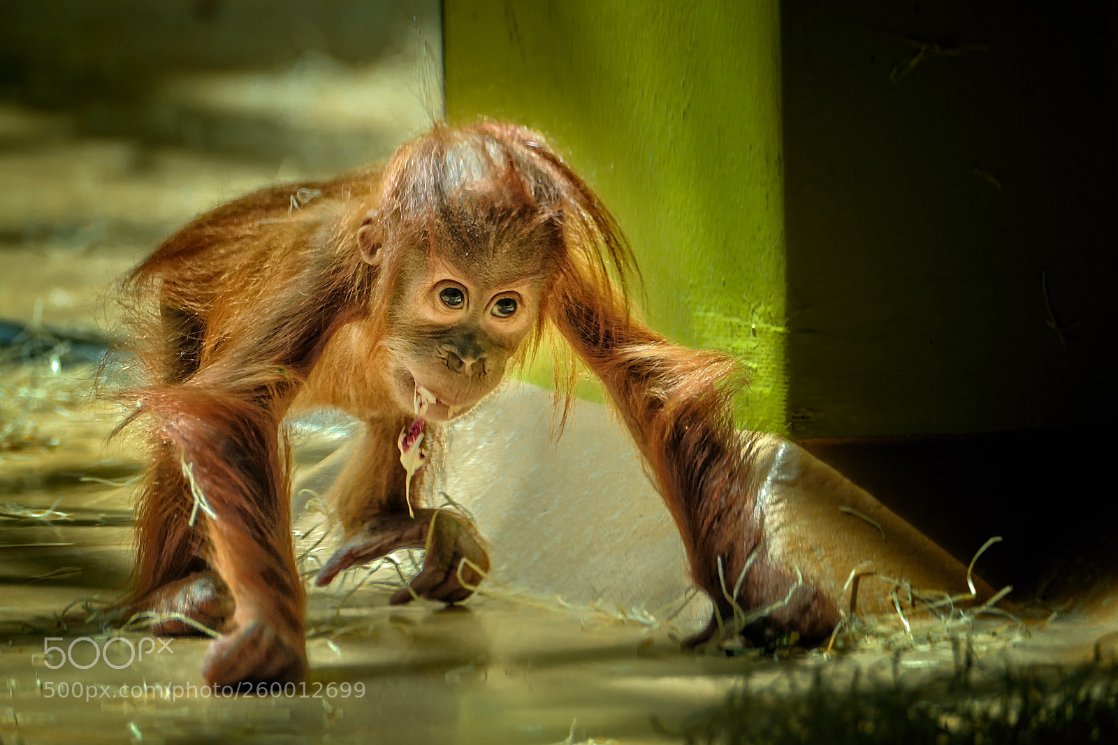 Fujifilm X-T2 sample photo. Orang utan baby photography