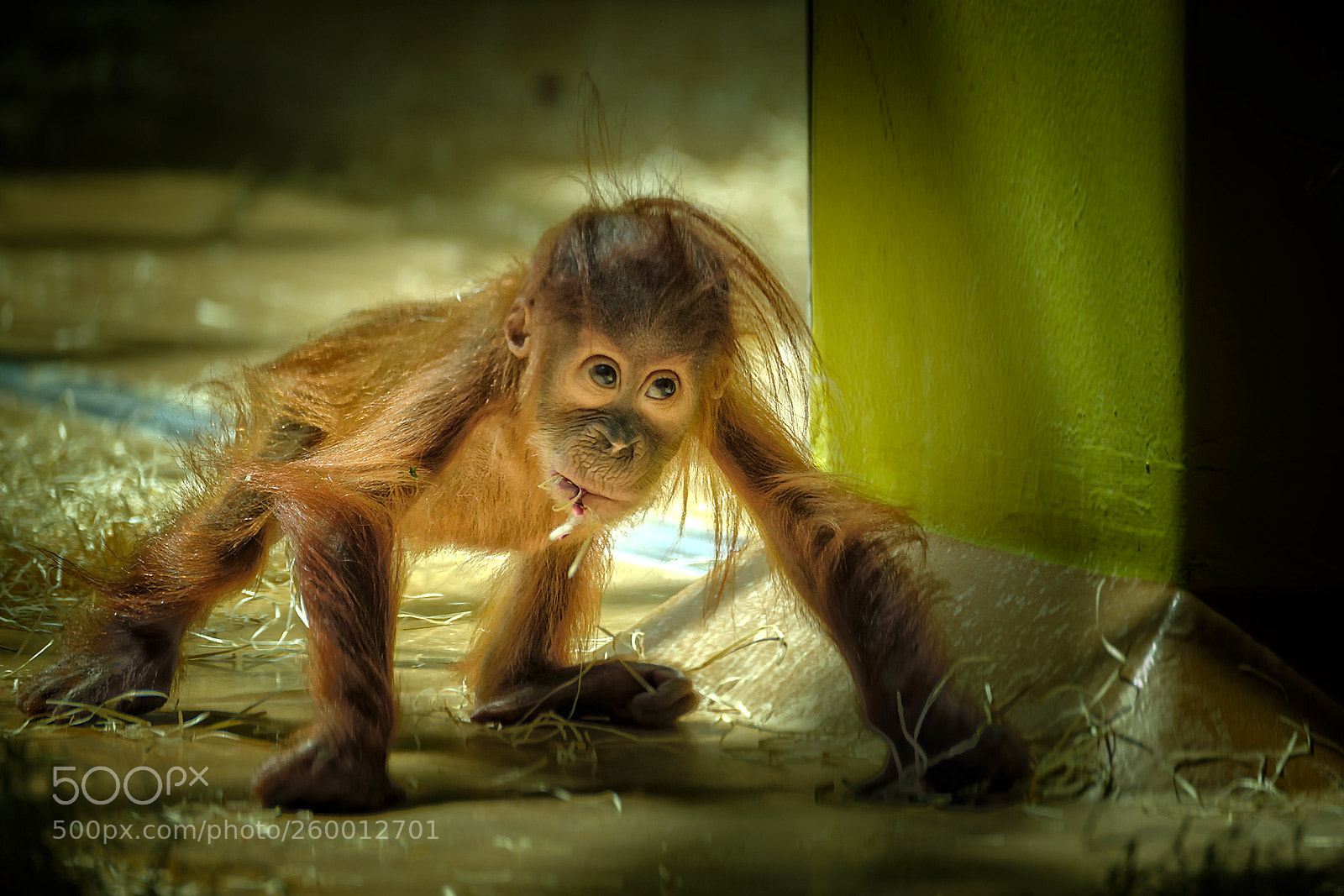 Fujifilm X-T2 sample photo. Orang utan baby photography