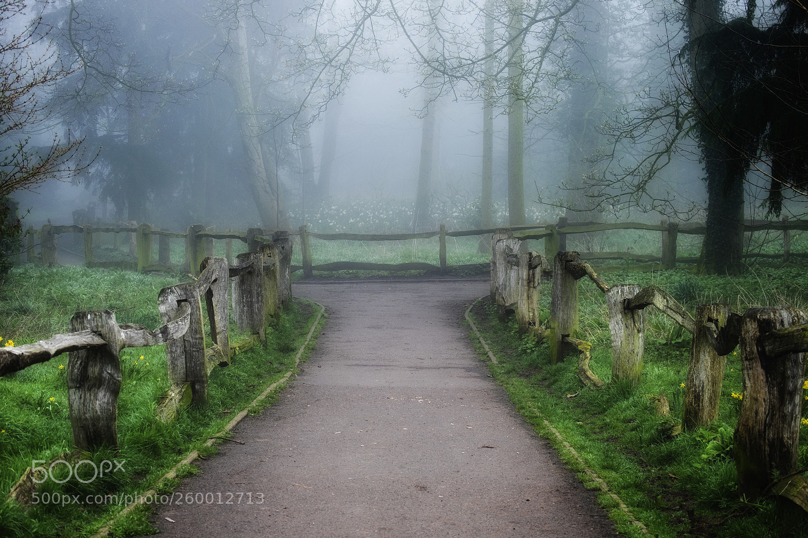 Fujifilm X-T1 sample photo. Woodland path photography