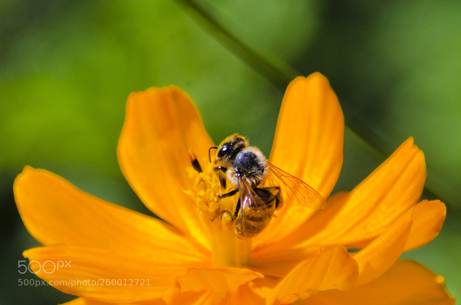 Nikon D5100 sample photo. N ctar de la photography