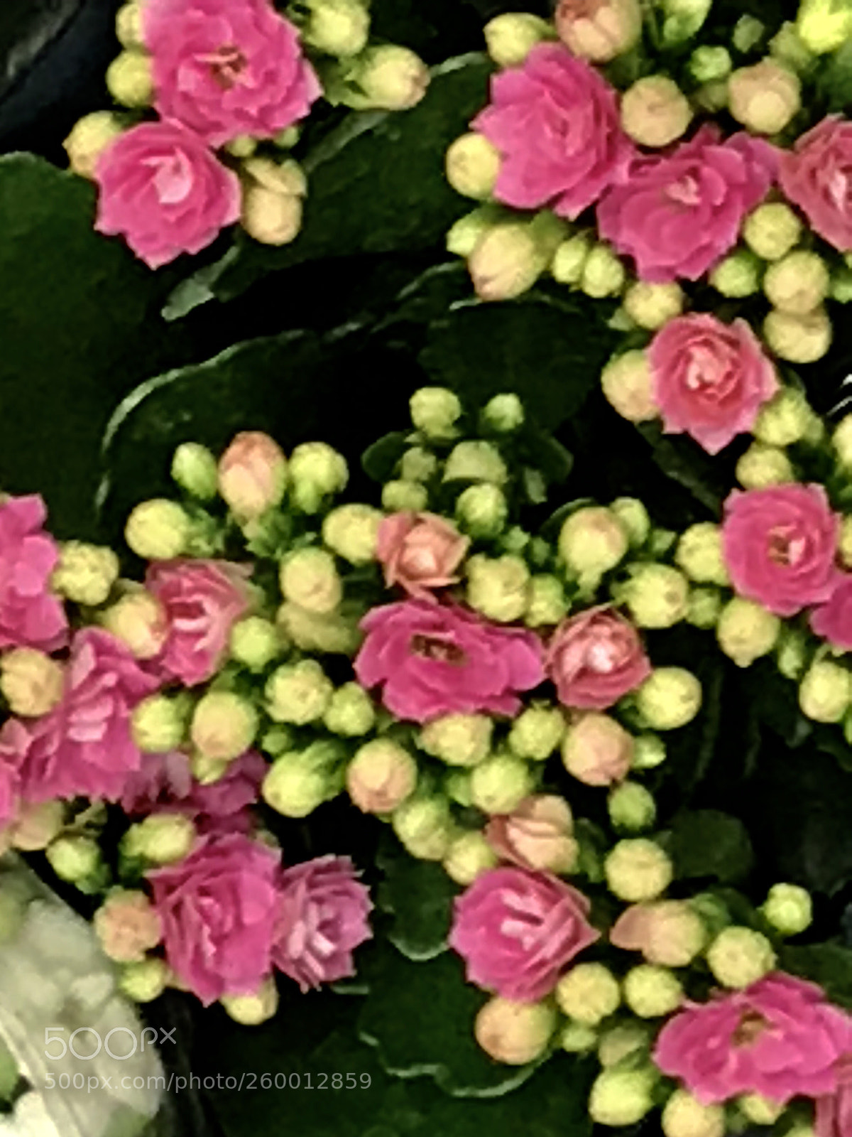 Apple iPhone 7 Plus sample photo. Pink photography