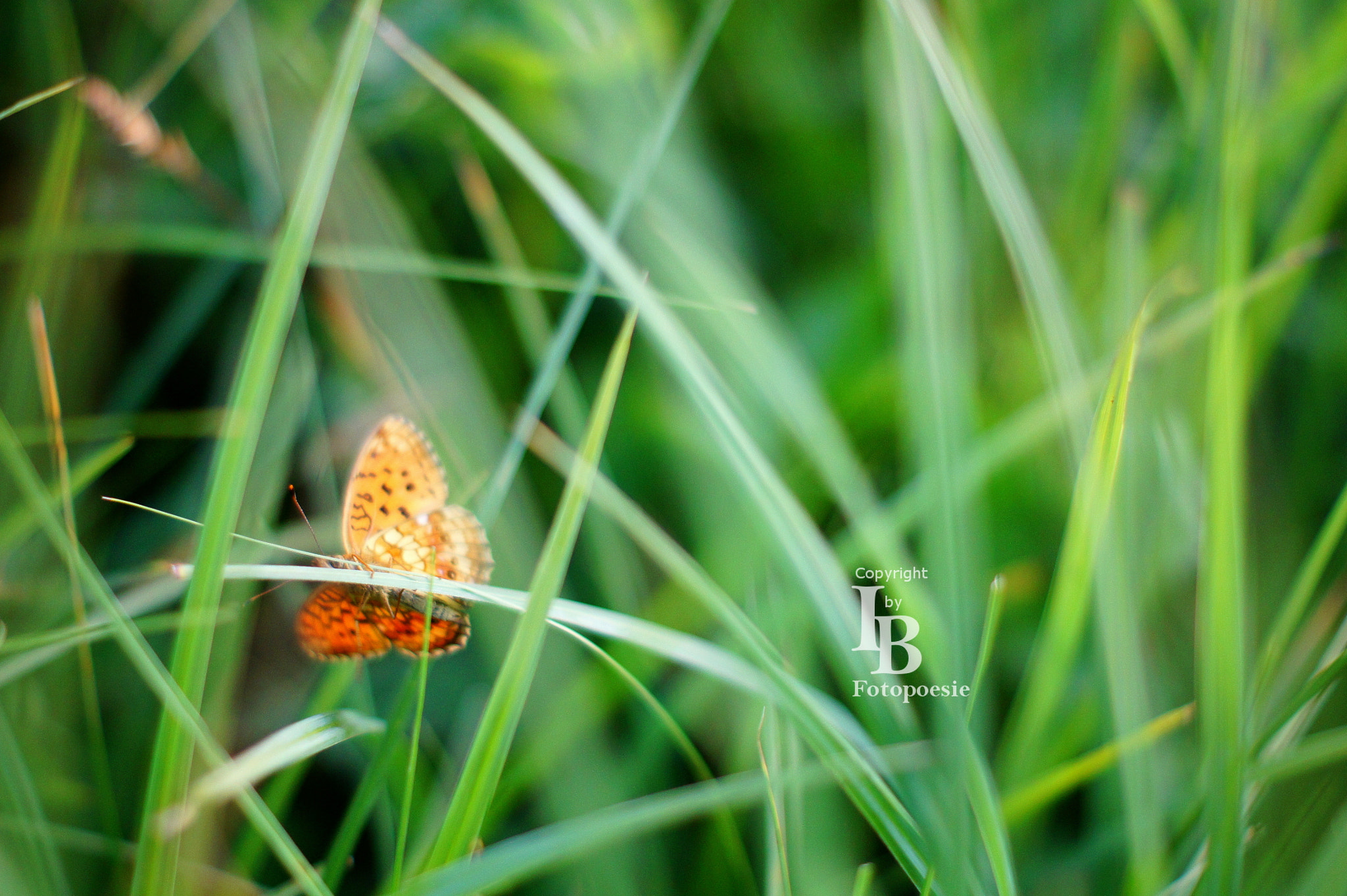 Sony Alpha DSLR-A450 sample photo. Butterfly (queen of spain fritillary) photography